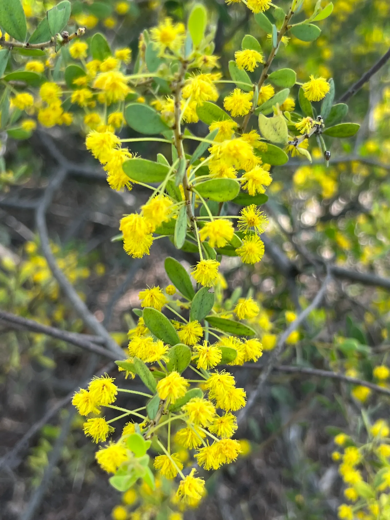 Grey Mulga (Acacia Brachybotrya) — This drought-resistant species thrives in full sun and well-drained soils, making it ideal for xeriscaping