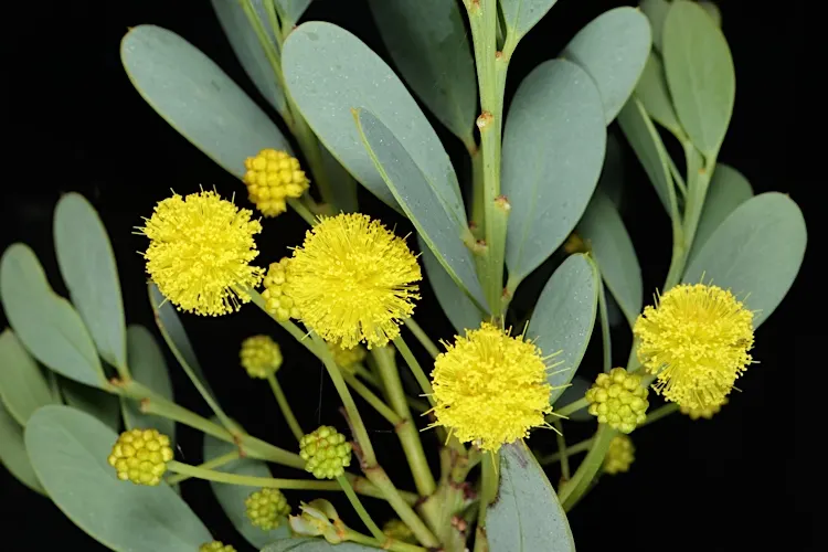 Grey Mulga (Acacia Brachybotrya) — small to medium-sized tree native to Australia