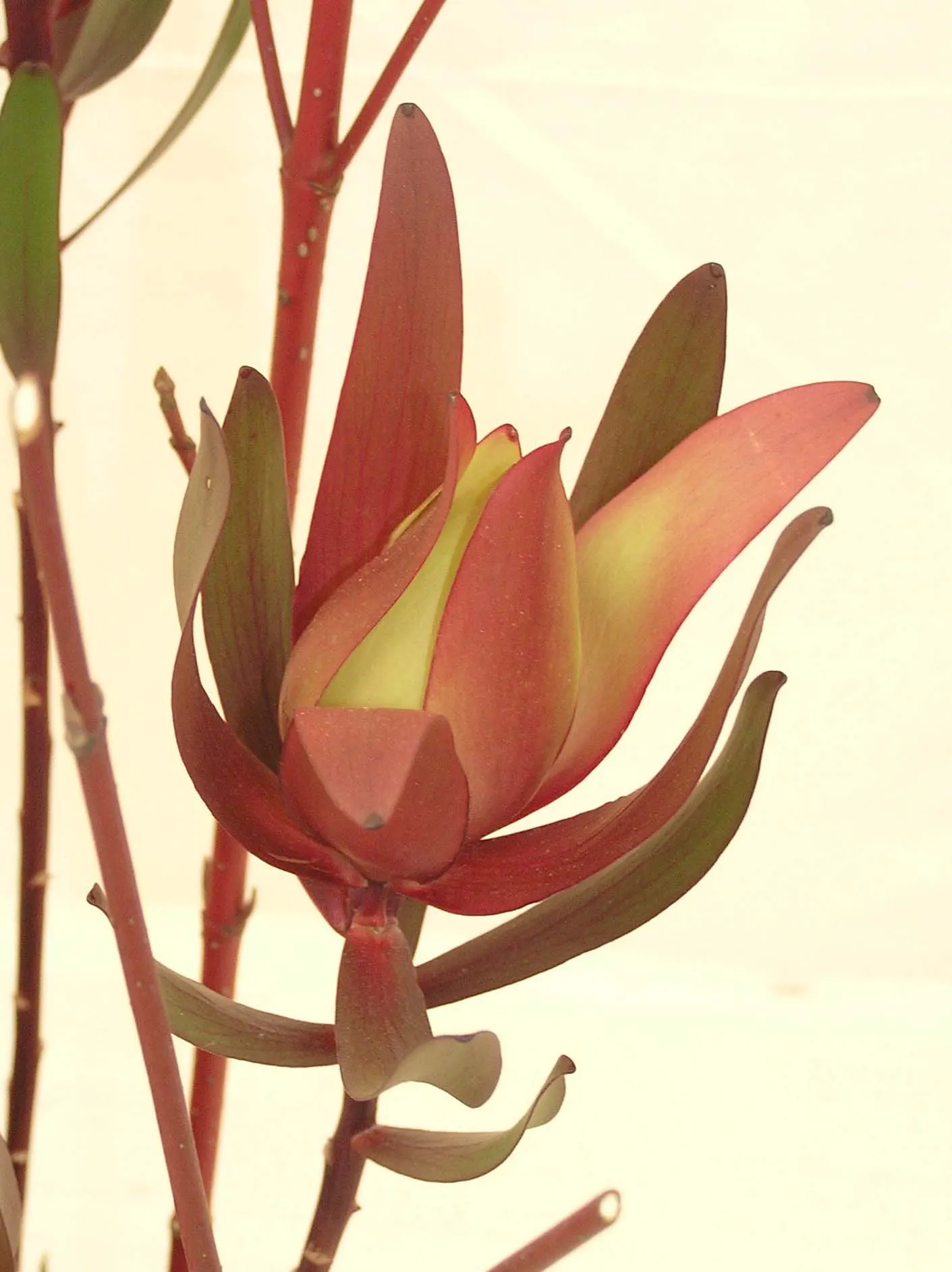 Safari Conebush (Leucadendron 'Safari Sunset') — It reaches up to 8 feet in height and spans roughly 6 feet wide