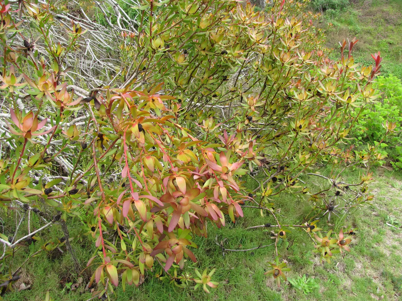 Safari Conebush (Leucadendron 'Safari Sunset') — a striking evergreen shrub
