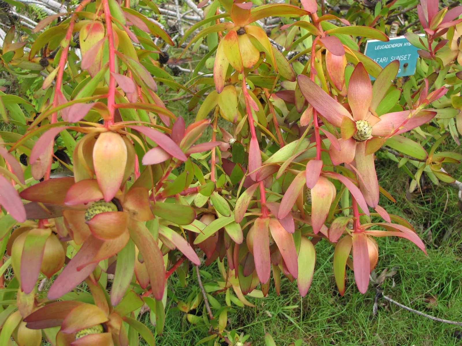 Safari Conebush (Leucadendron 'Safari Sunset') — stands out in any landscape with its vibrant red bracts and lush green foliage