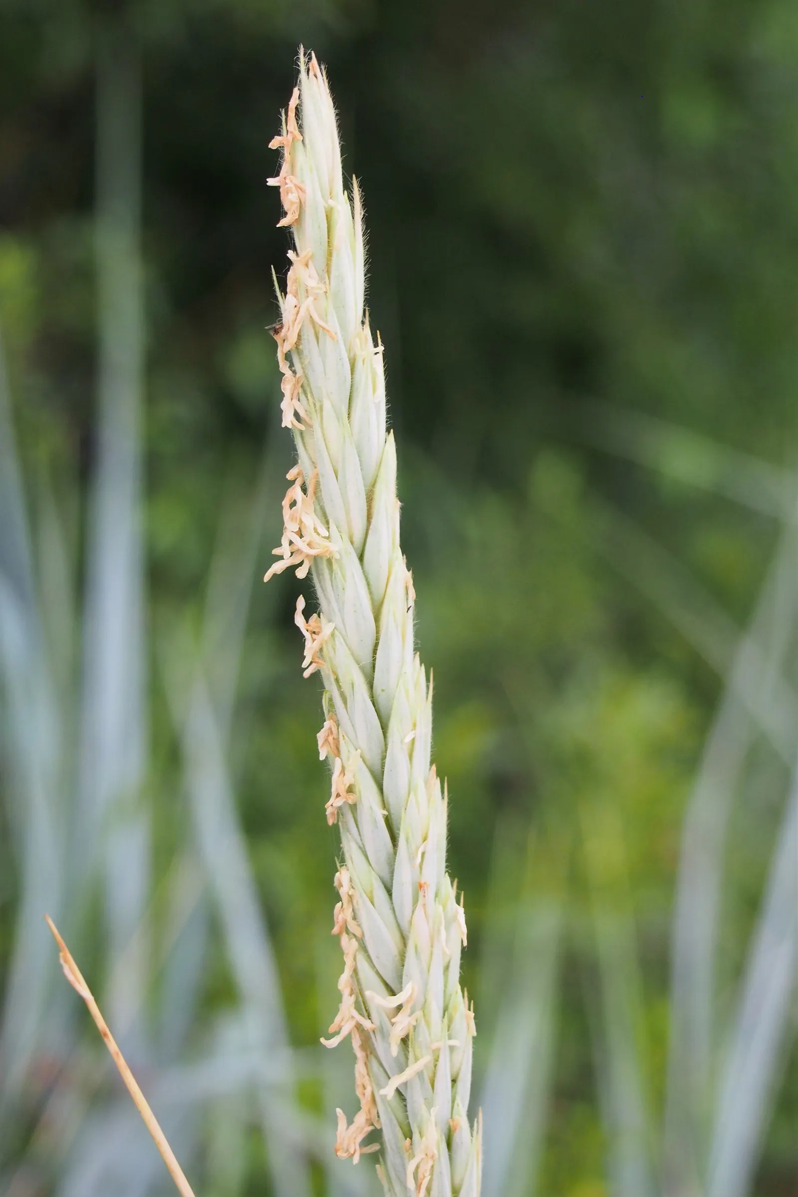 Blue Wild Rye (Leymus Arenarius) — Leymus arenarius prefers full sun to part shade exposure and requires well-drained soil for optimal growth; once