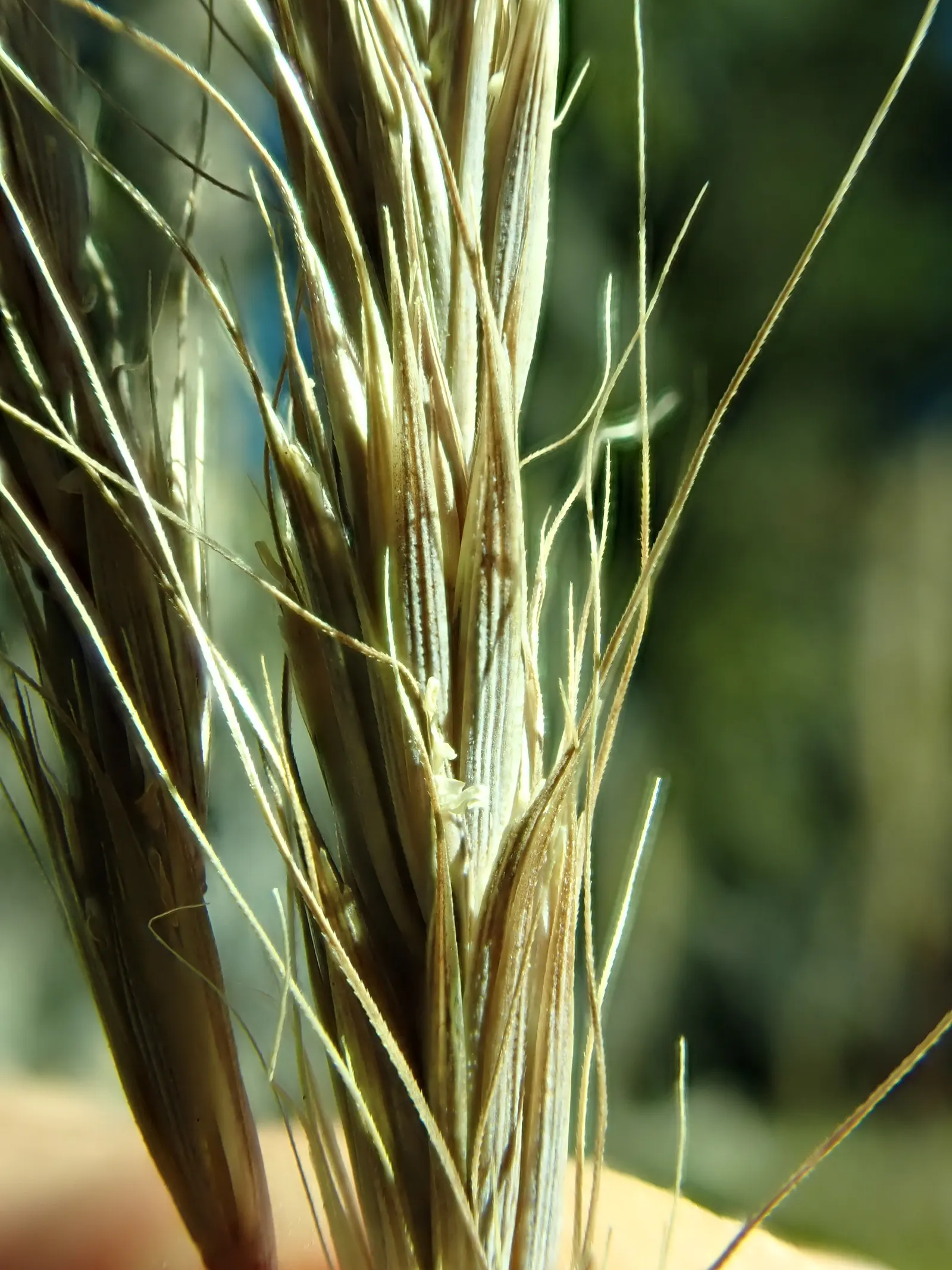 Blue Wild Rye (Leymus Arenarius) — Blue Wild Rye reaches heights of about 2 to 3 feet and spreads around 2 feet wide; this cool-season grass thrives in