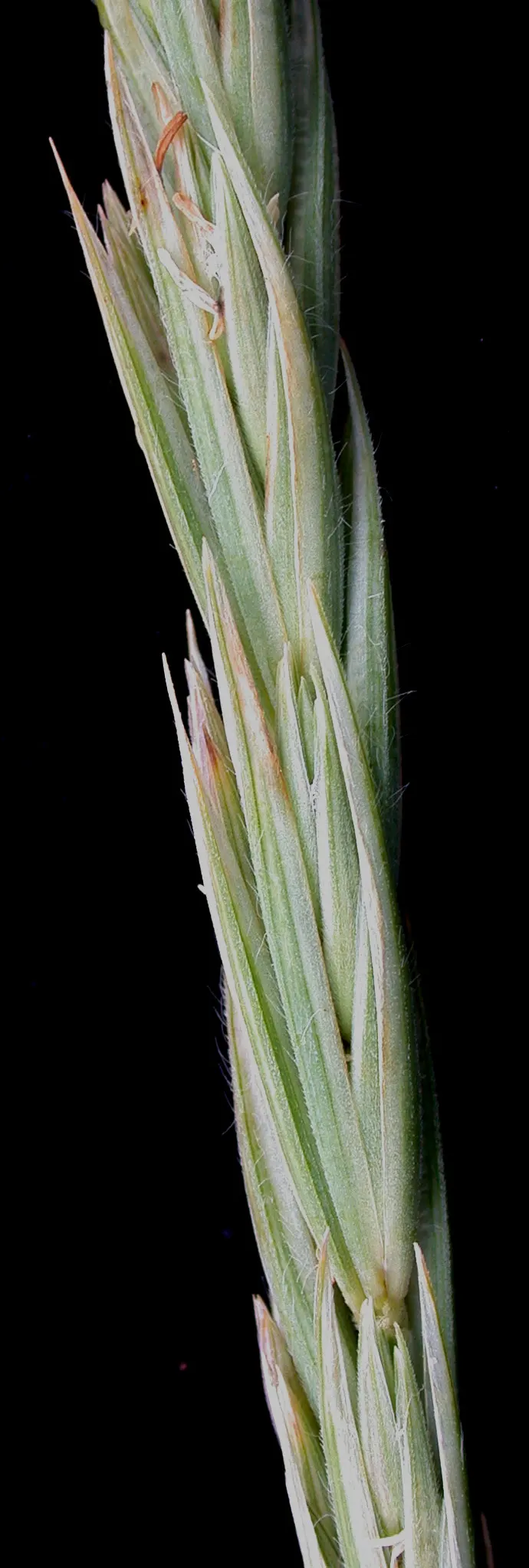 Blue Wild Rye (Leymus Arenarius) — such as sandy soils and saline conditions