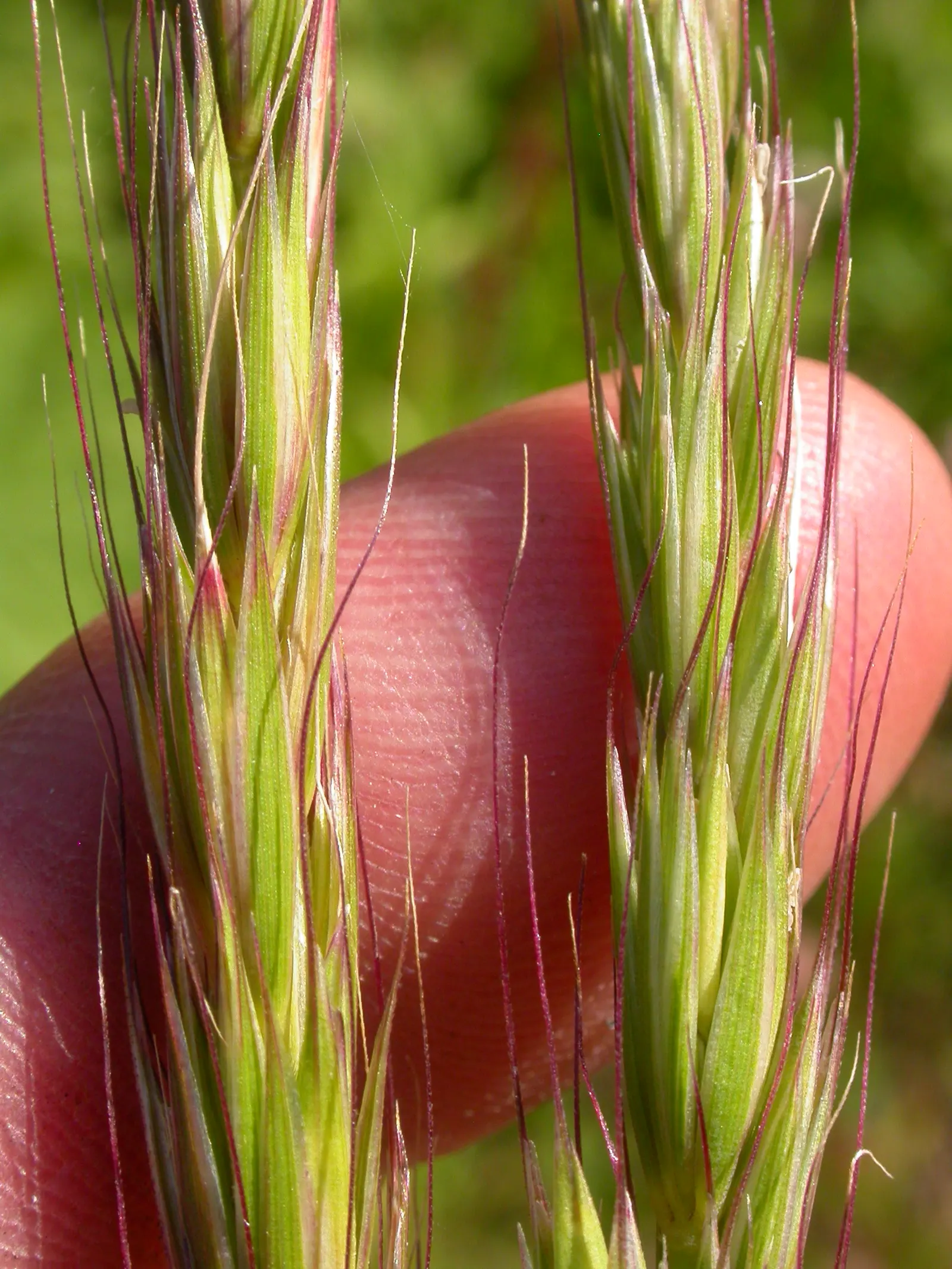 Blue Wild Rye (Leymus Arenarius) — it provides strong vertical interest and erosion control