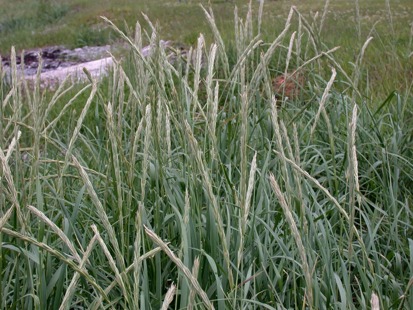 Blue Wild Rye (Leymus Arenarius) — grass / perennial for full or half; blending seamlessly into naturalistic or modern garden designs