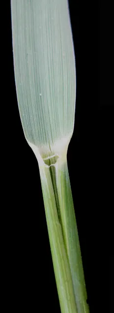 Blue Wild Rye (Leymus Arenarius) — Blue Wild Rye reaches heights of about 2 to 3 feet and spreads around 2 feet wide; this cool-season grass, image 60