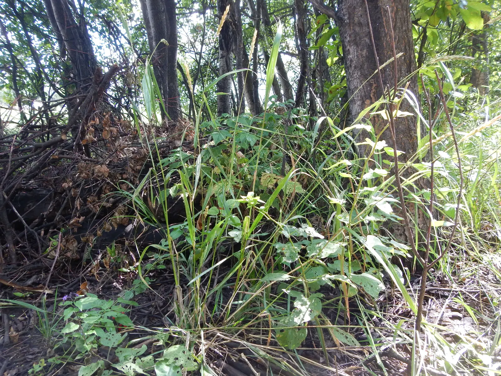 Blue Wild Rye (Leymus Arenarius) — especially in coastal areas; leymus arenarius prefers full sun to part shade exposure and requires well-drained, image 52