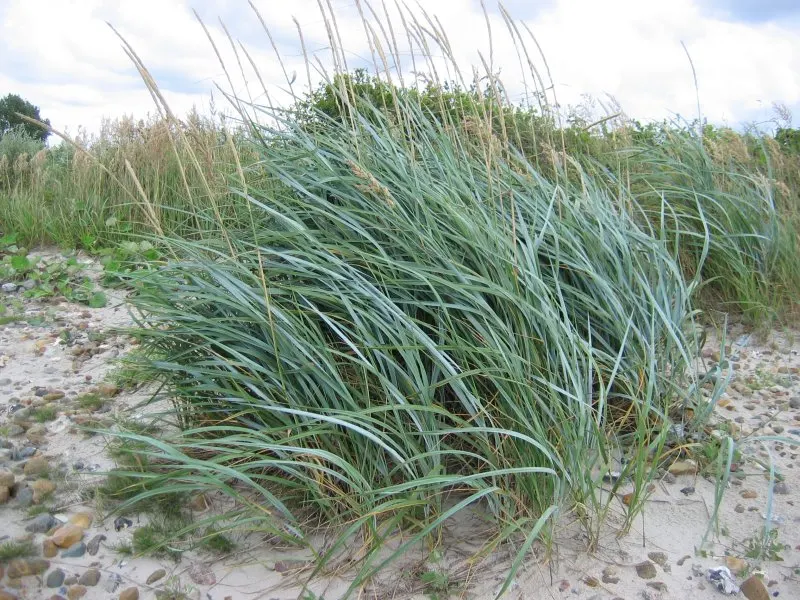 Blue Wild Rye (Leymus Arenarius) — blending seamlessly into naturalistic or modern garden designs; as it can be restricted in certain areas due to its invasive