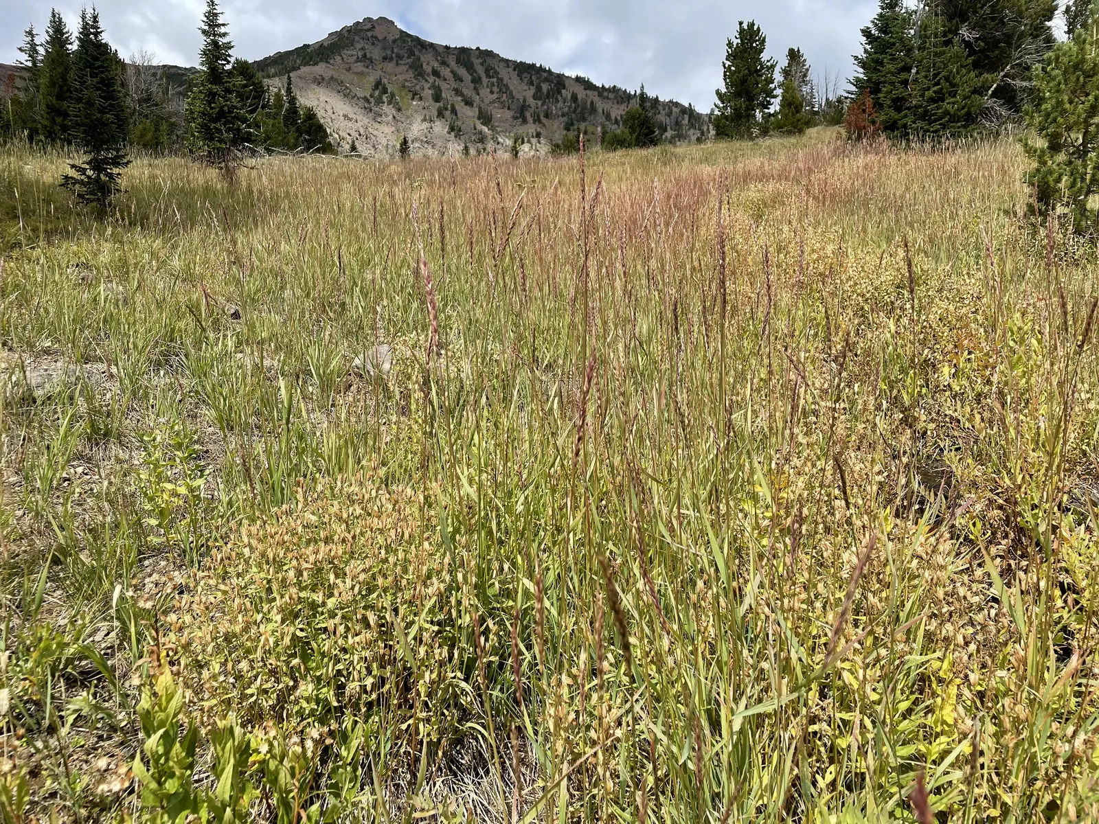 Blue Wild Rye (Leymus Arenarius) — especially in coastal areas