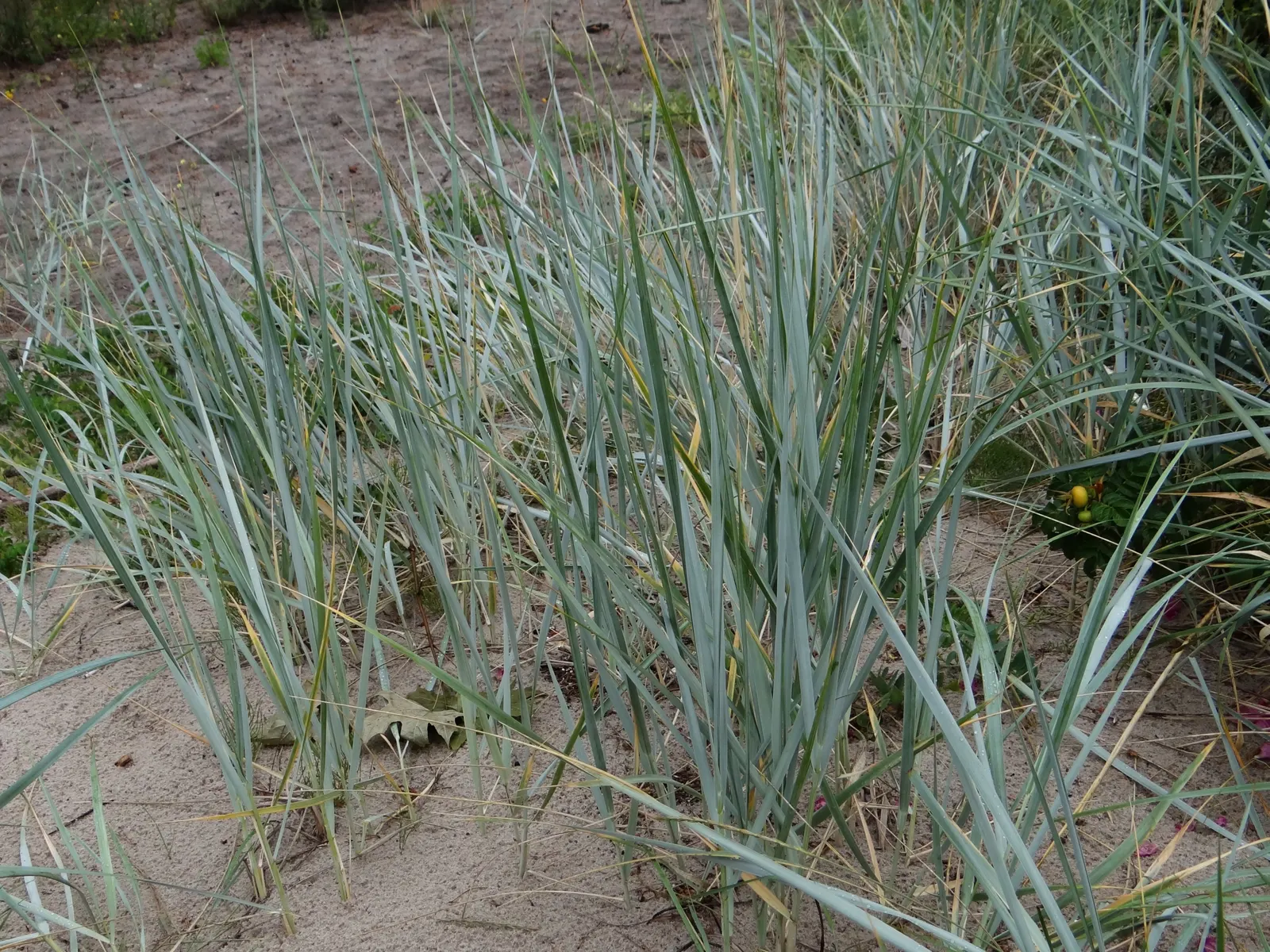 Blue Wild Rye (Leymus Arenarius) — Its foliage provides a year-round visual interest with a unique silvery-blue hue
