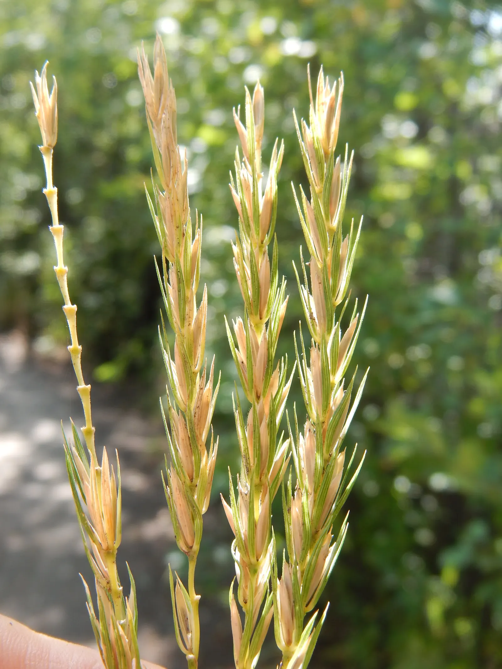 Blue Wild Rye (Leymus Arenarius) — Originally native to coastal regions in Europe and North America