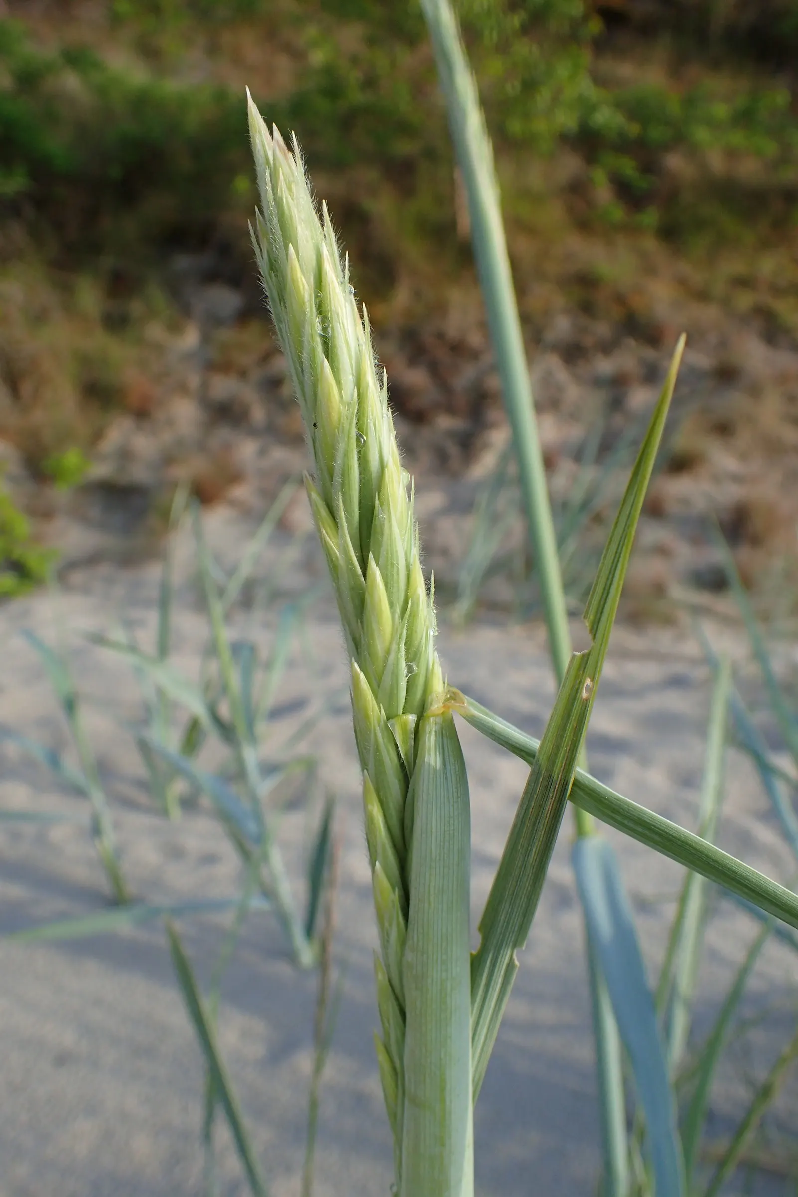 Blue Wild Rye (Leymus Arenarius) — scientifically known as Leymus arenarius; blue Wild Rye reaches heights of about 2 to 3 feet and spreads around, image 78