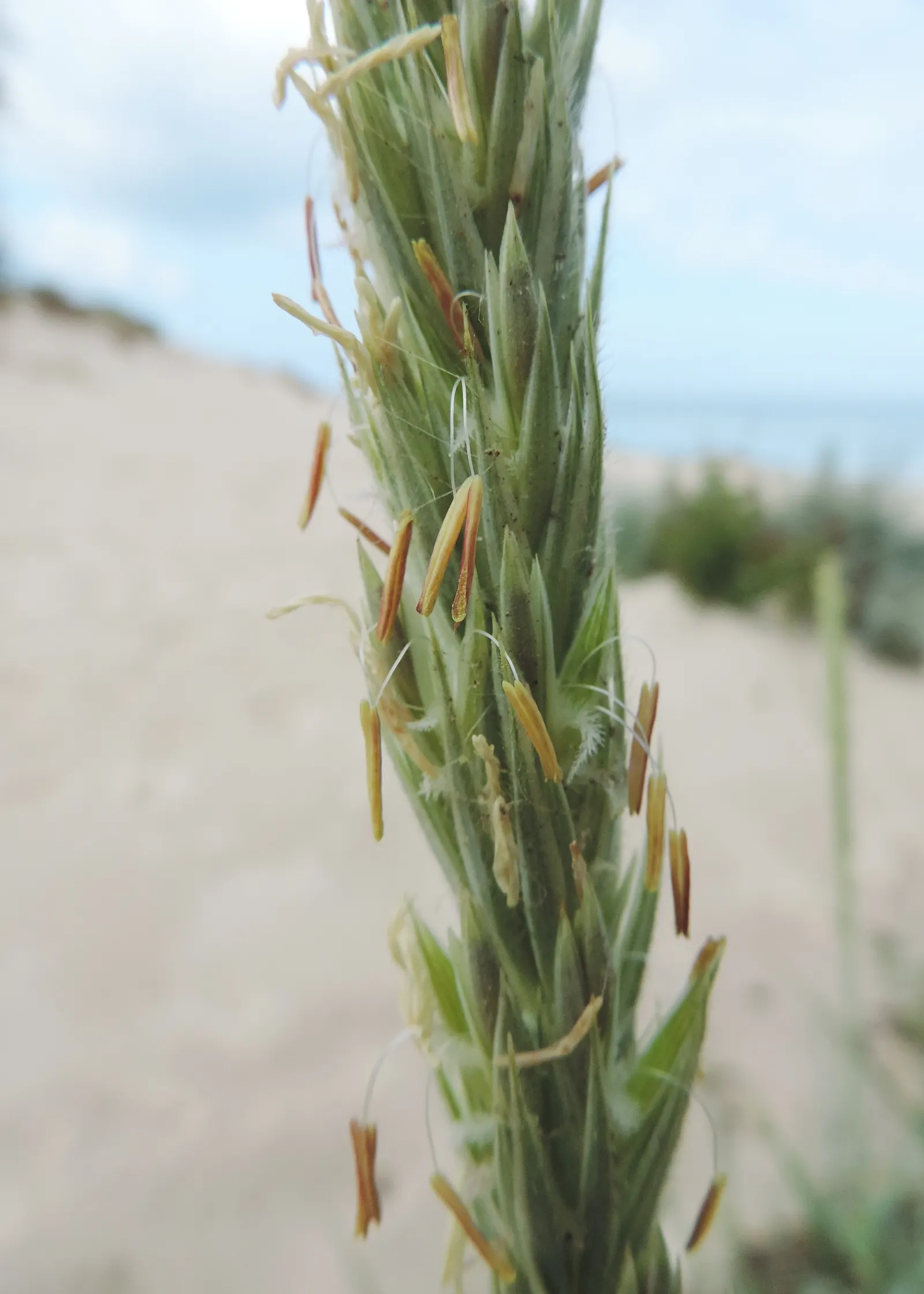 Blue Wild Rye (Leymus Arenarius) — Space about 24 inches apart; grass / perennial for full or half