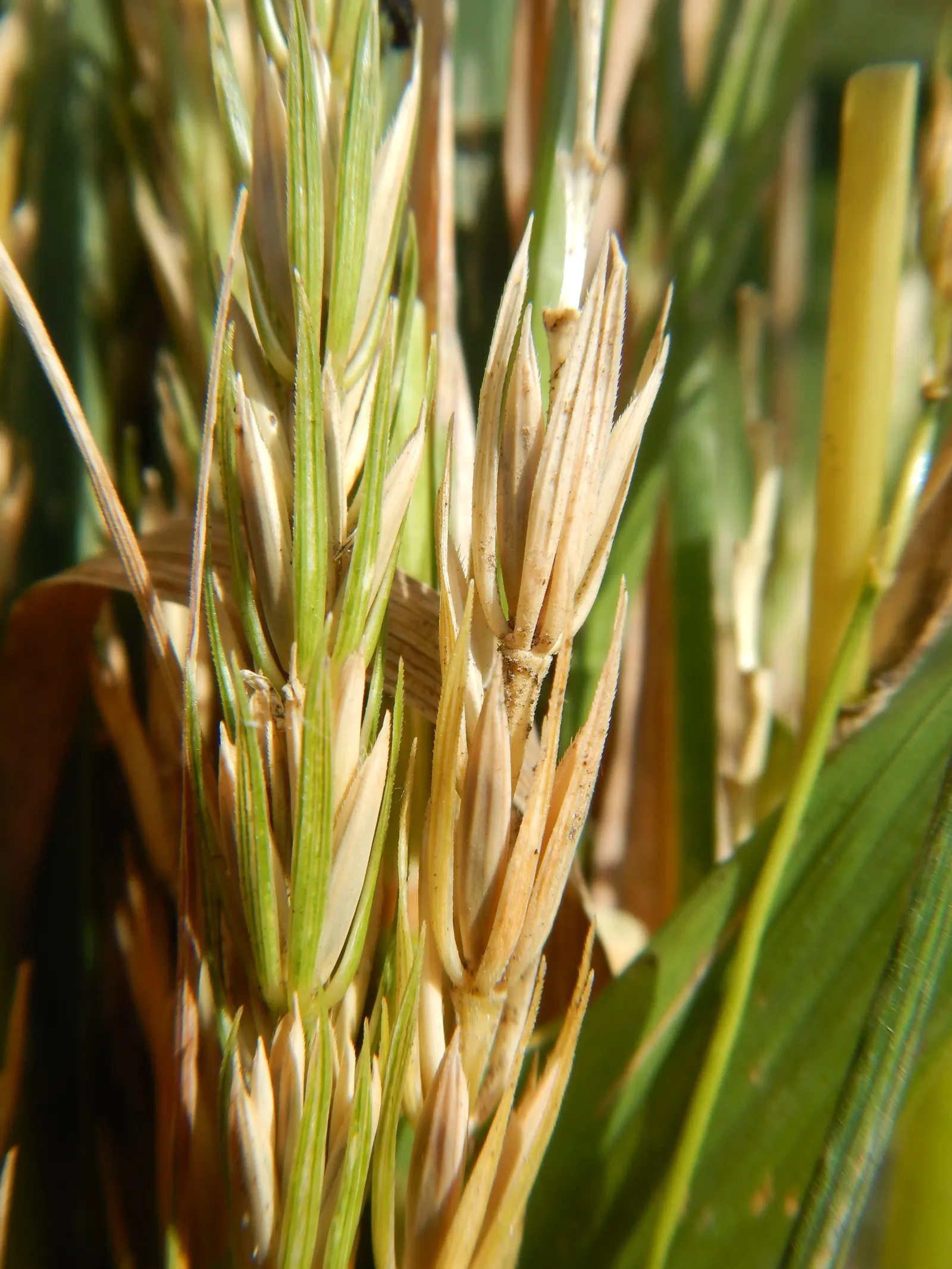 Blue Wild Rye (Leymus Arenarius) — such as sandy soils and saline conditions, image 81
