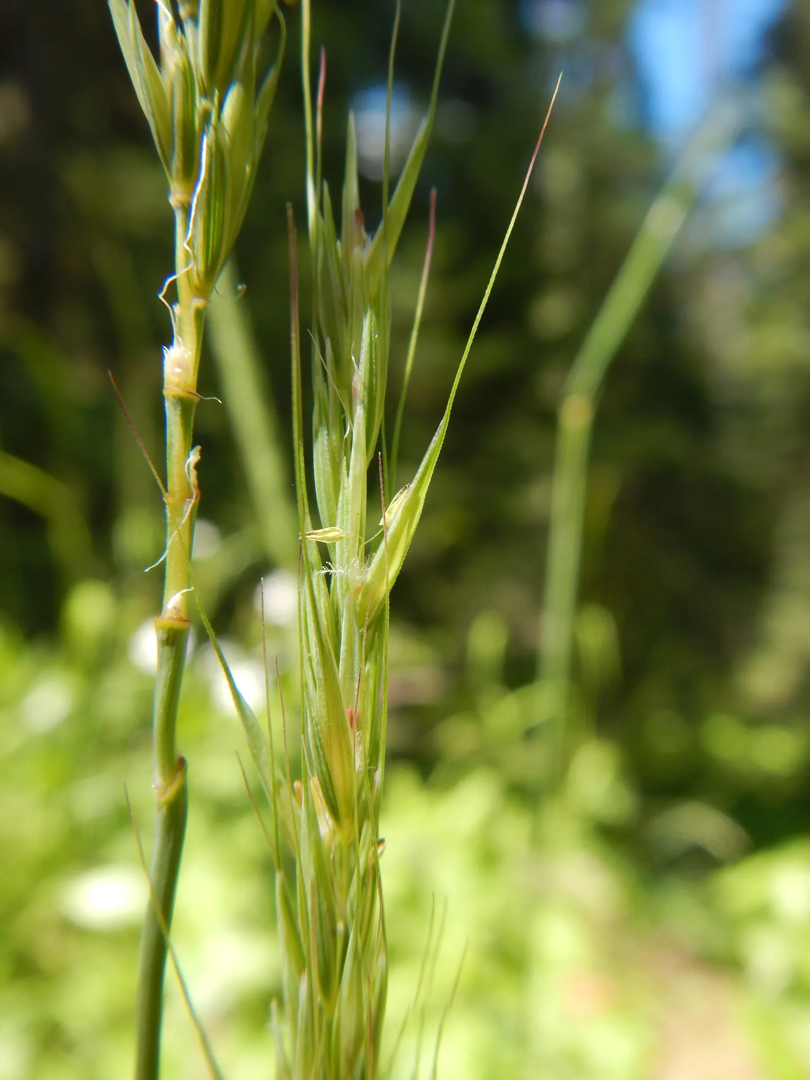 Blue Wild Rye (Leymus Arenarius) — Blue Wild Rye can serve as an accent plant or be grouped as a mass planting for erosion control; its foliage, image 88