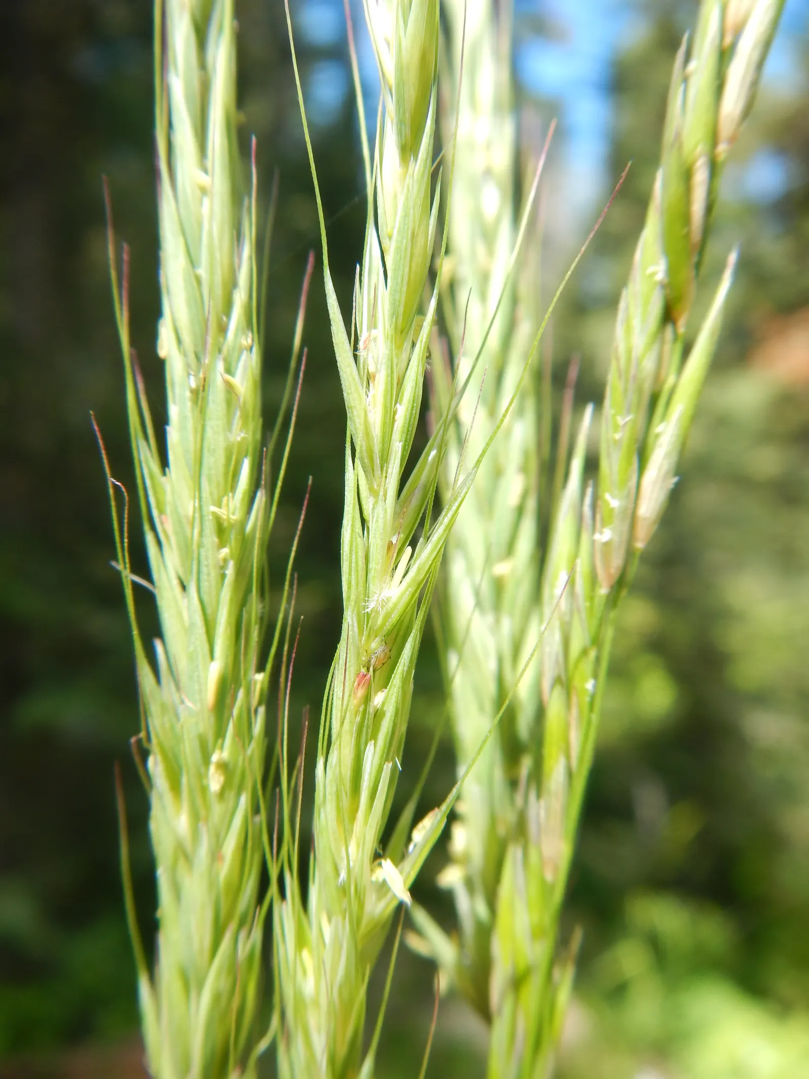 Blue Wild Rye (Leymus Arenarius) — Blue Wild Rye (Leymus arenarius) is a robust, perennial grass, prized for its striking glaucous blue foliage, image 47