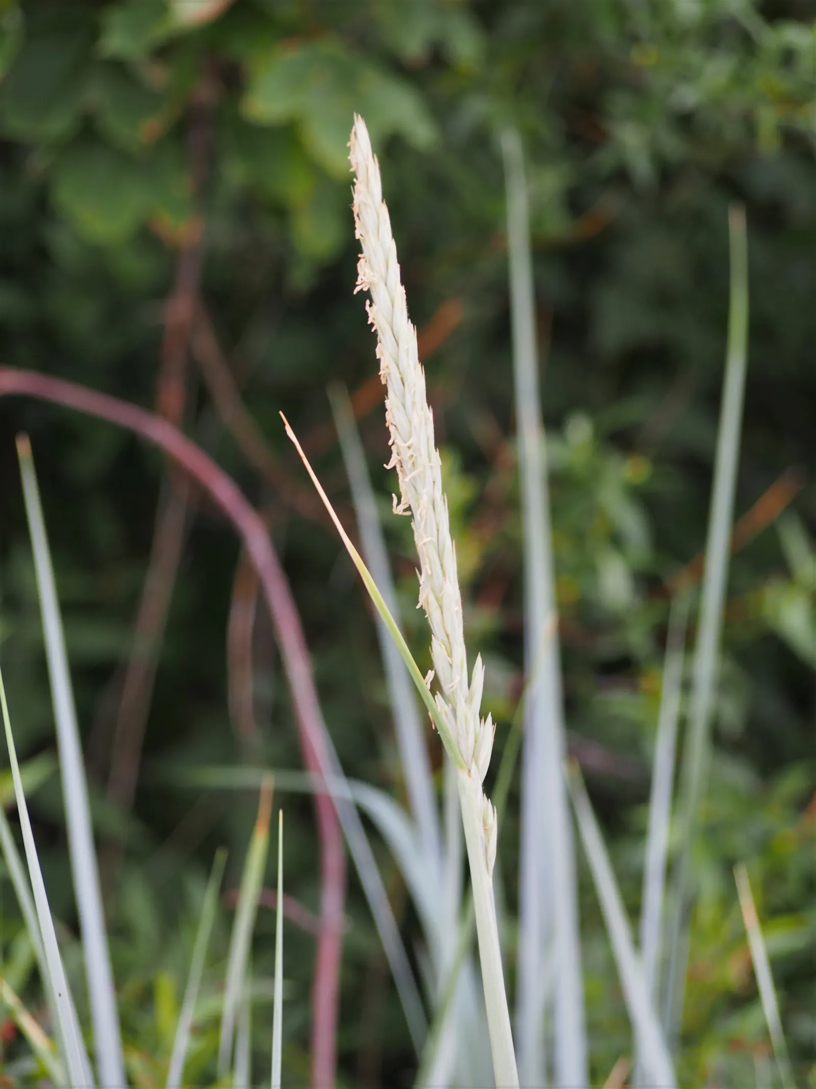 Blue Wild Rye (Leymus Arenarius) — Space about 24 inches apart; grass / perennial for full or half, image 76