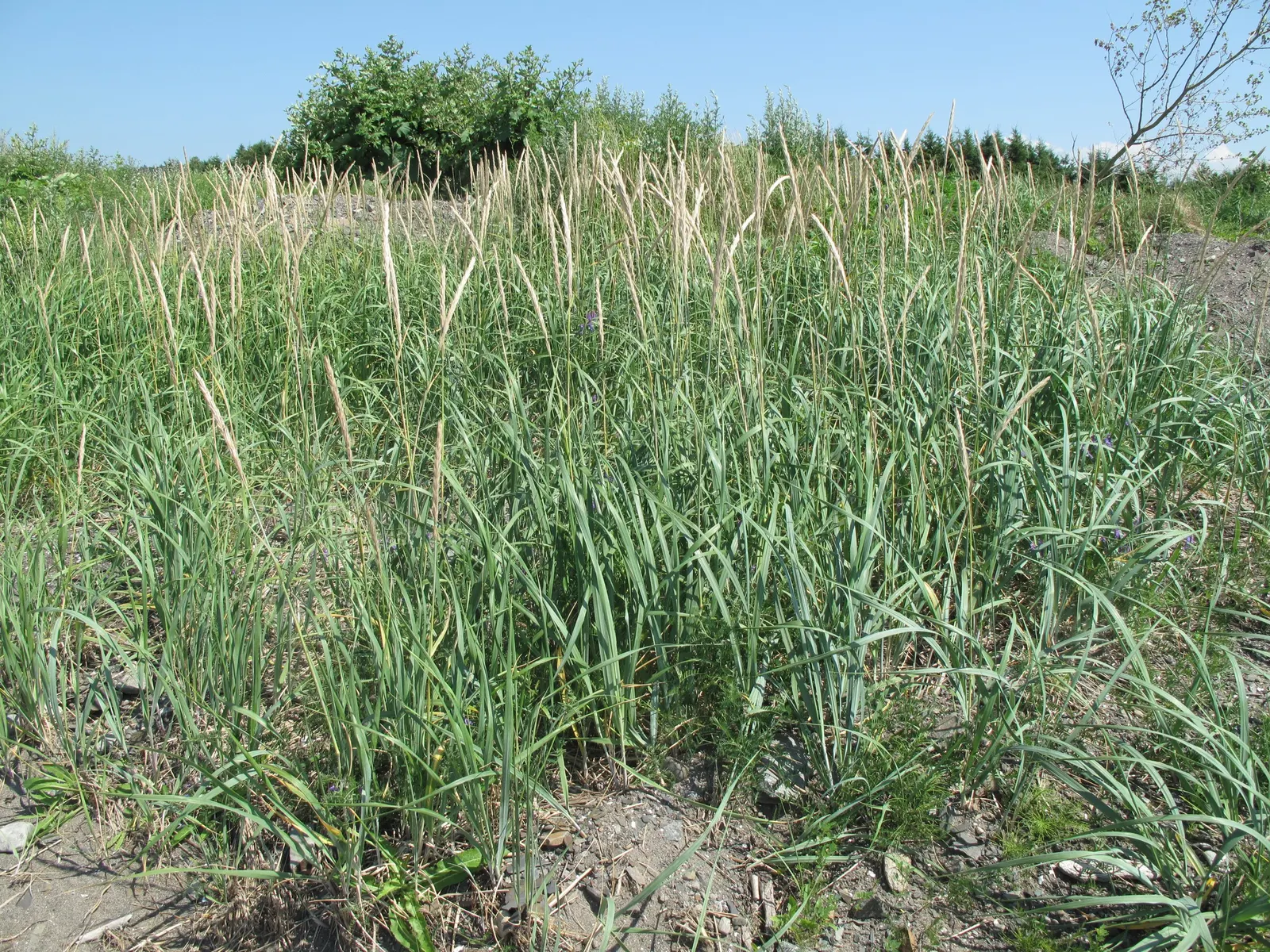 Blue Wild Rye (Leymus Arenarius) — such as sandy soils and saline conditions, image 35