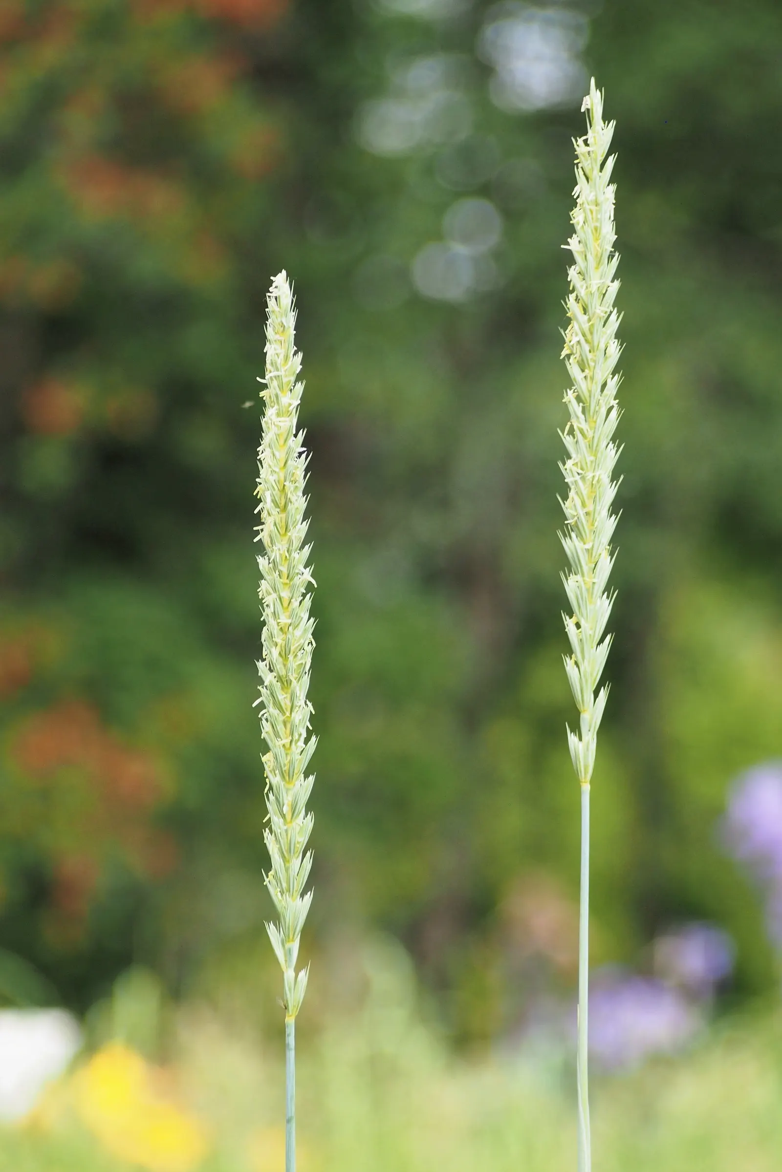 Blue Wild Rye (Leymus Arenarius) — Blue Wild Rye reaches heights of about 2 to 3 feet and spreads around 2 feet wide; this cool-season grass, image 83