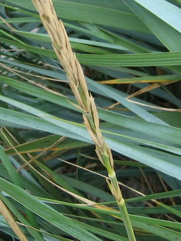 Blue Wild Rye (Leymus Arenarius) — especially in coastal areas; leymus arenarius prefers full sun to part shade exposure and requires well-drained soil for