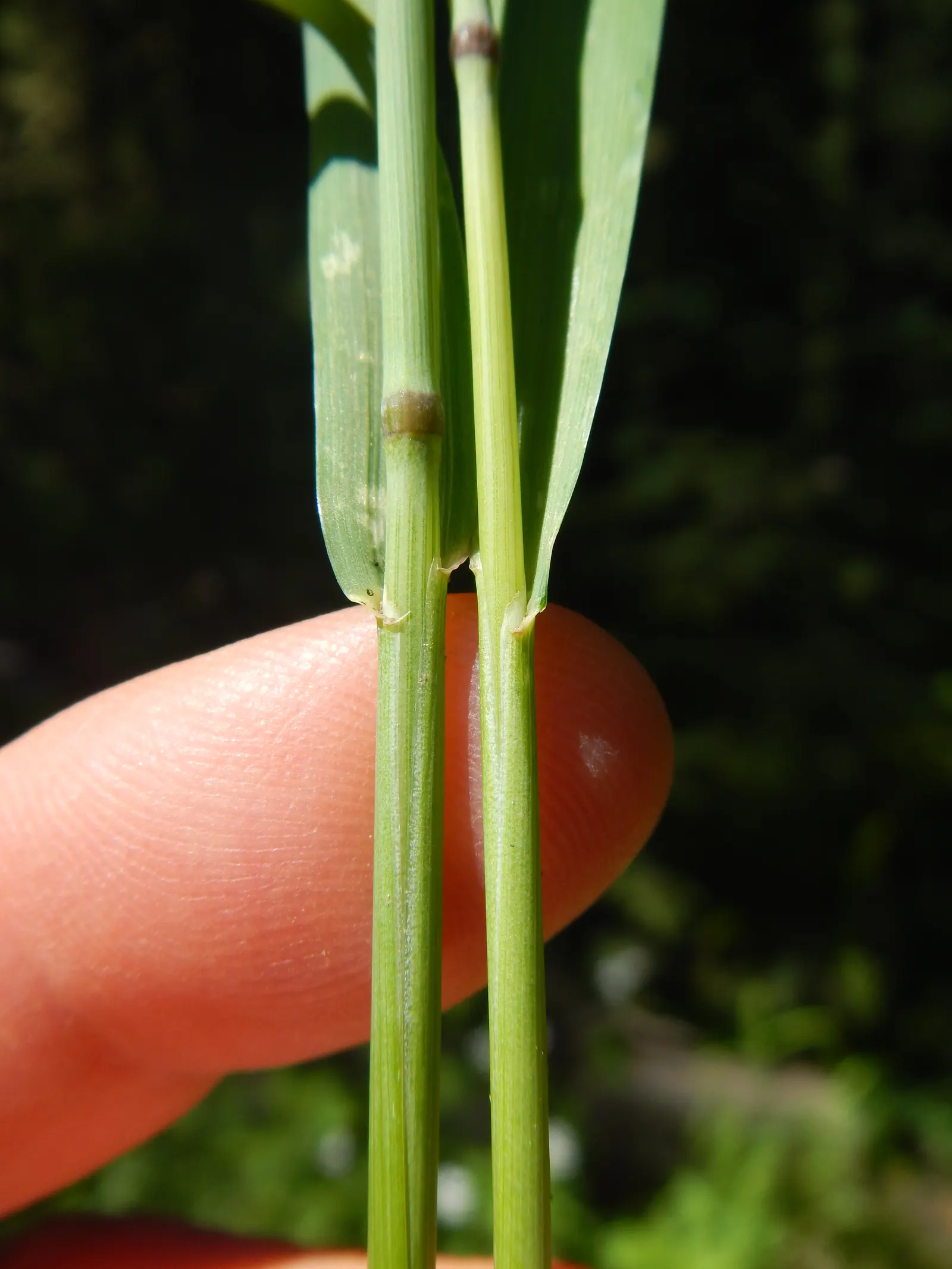 Blue Wild Rye (Leymus Arenarius) — Prefers full to partial sun, requiring minimal maintenance, ideal for naturalistic landscapes