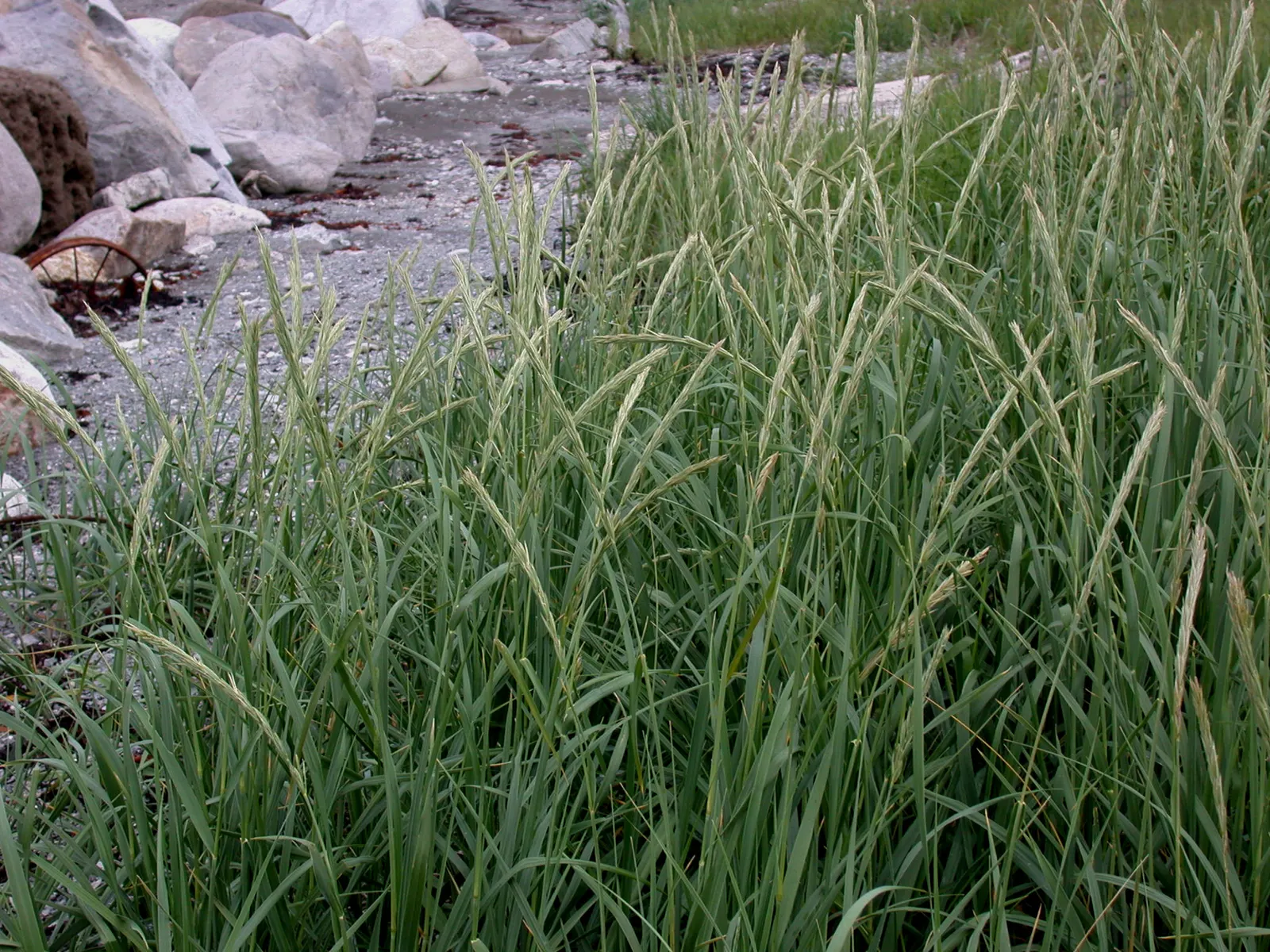 Blue Wild Rye (Leymus Arenarius) — Space about 24 inches apart