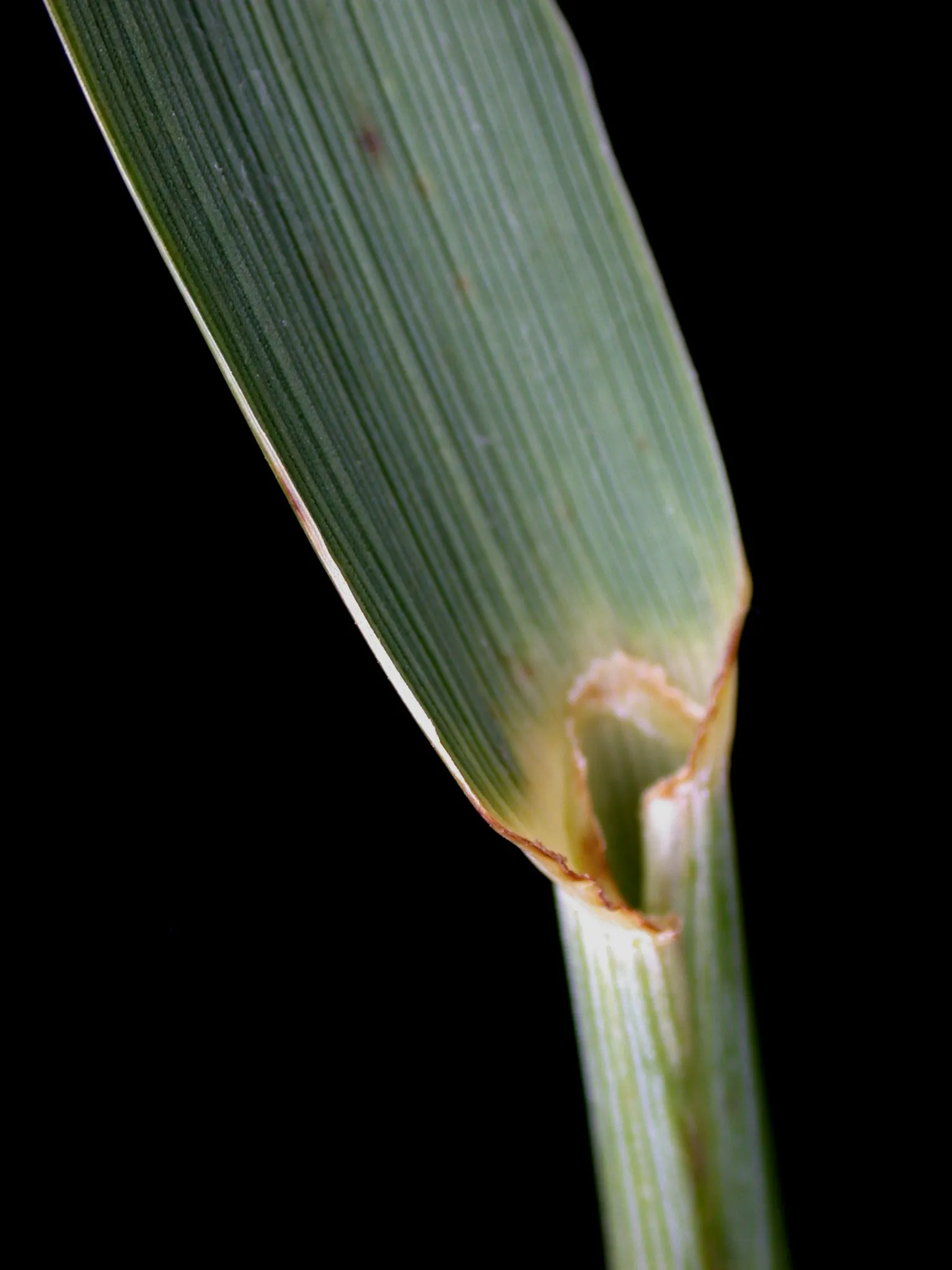 Blue Wild Rye (Leymus Arenarius) — Originally native to coastal regions in Europe and North America; always consult with local regulations before planting