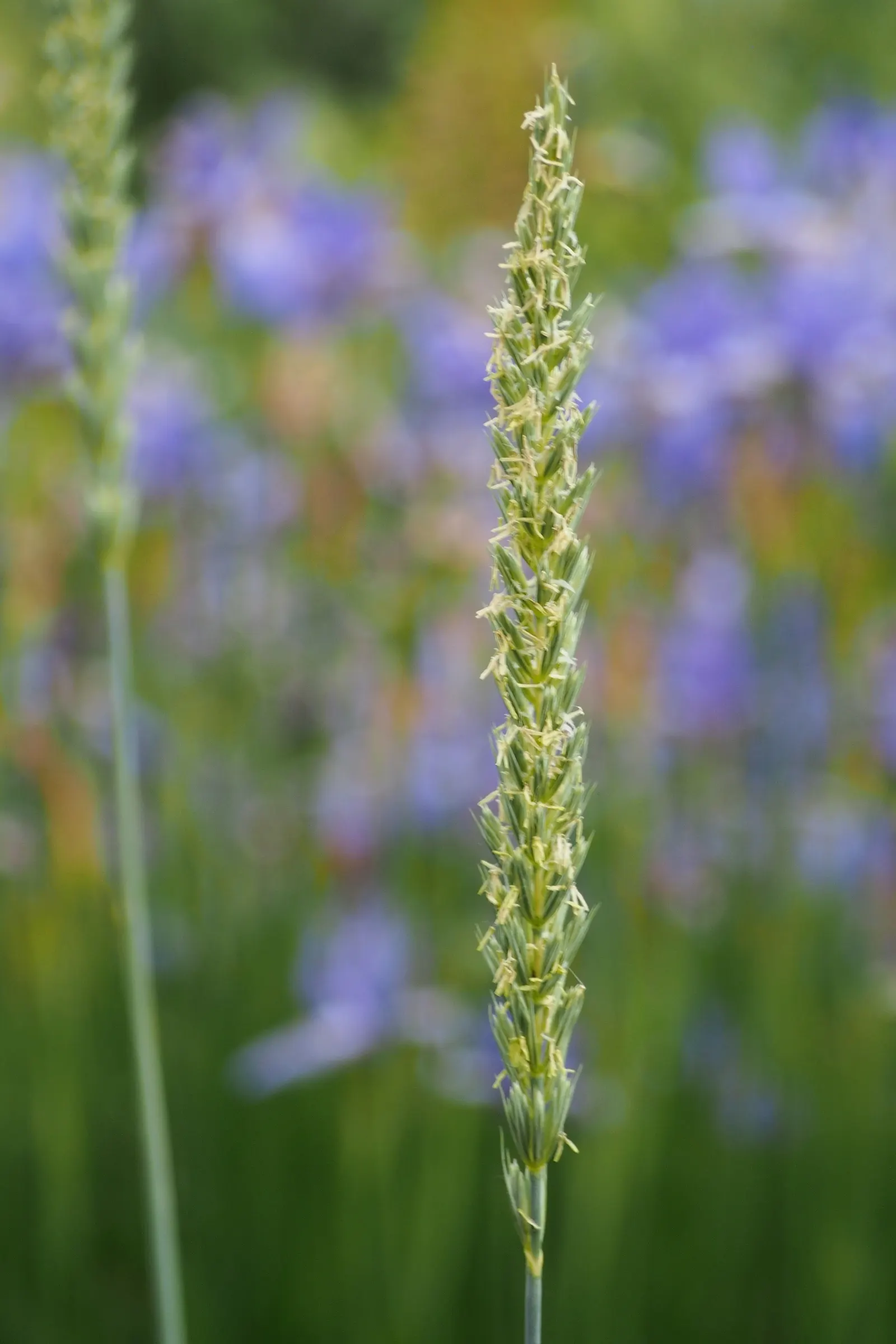 Blue Wild Rye (Leymus Arenarius) — especially in coastal areas; leymus arenarius prefers full sun to part shade exposure and requires well-drained, image 75