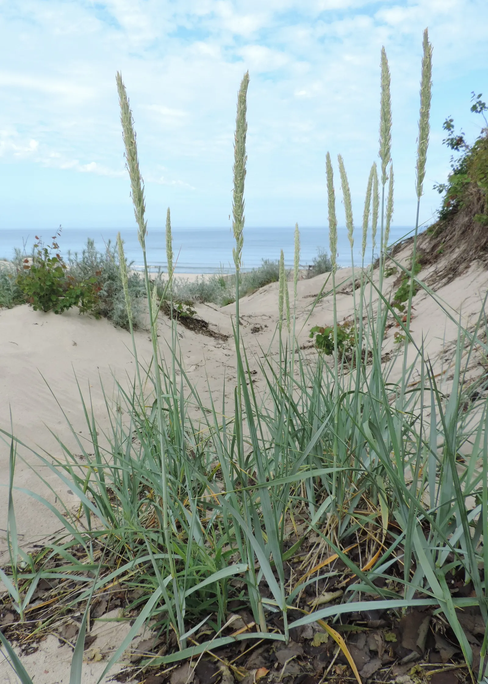 Blue Wild Rye (Leymus Arenarius) — Always consult with local regulations before planting; especially in coastal areas, image 90