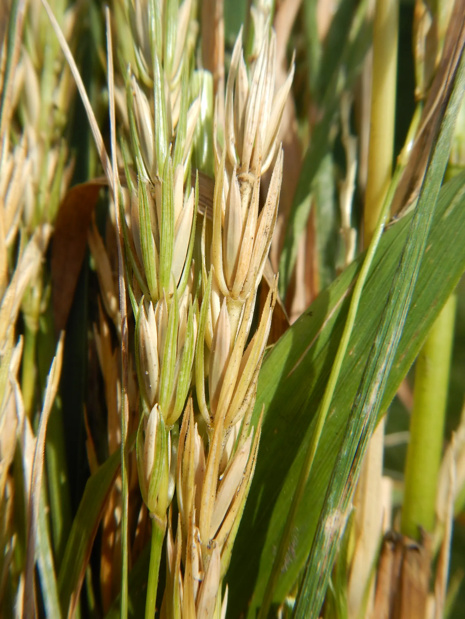 Blue Wild Rye (Leymus Arenarius) — Blue Wild Rye can serve as an accent plant or be grouped as a mass planting for erosion control