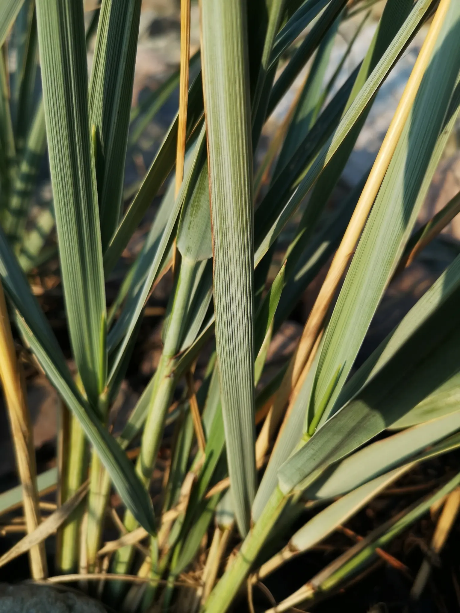 Blue Wild Rye (Leymus Arenarius) — Suited for USDA zones 3-9; reaching up to 4 feet tall, image 50