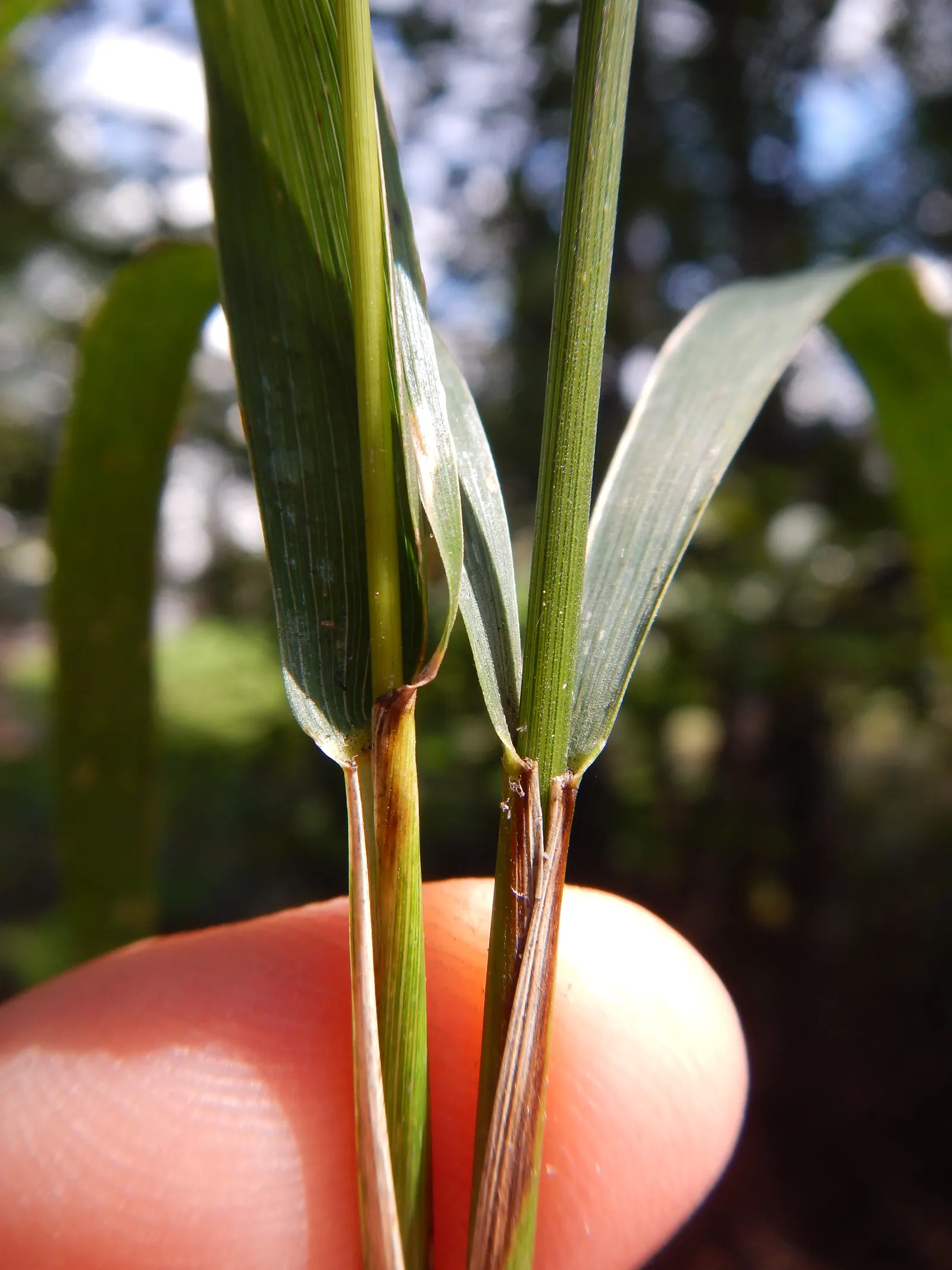 Blue Wild Rye (Leymus Arenarius) — Prefers full to partial sun, requiring minimal maintenance, ideal for naturalistic landscapes; space about 24, image 54