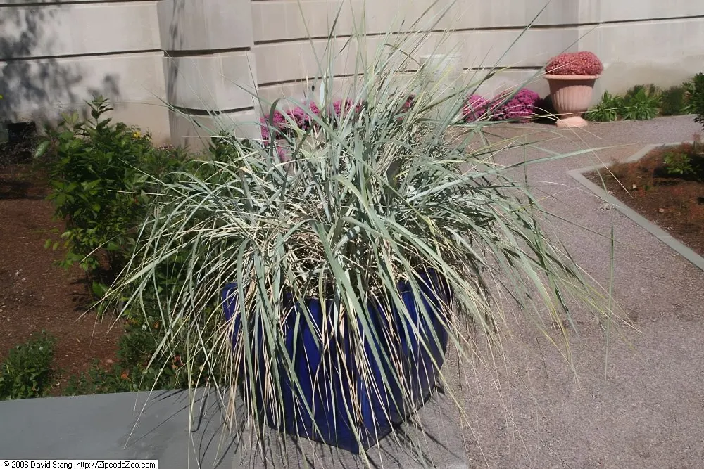 Blue Wild Rye (Leymus Arenarius) — scientifically known as Leymus arenarius; blue Wild Rye reaches heights of about 2 to 3 feet and spreads around 2 feet wide