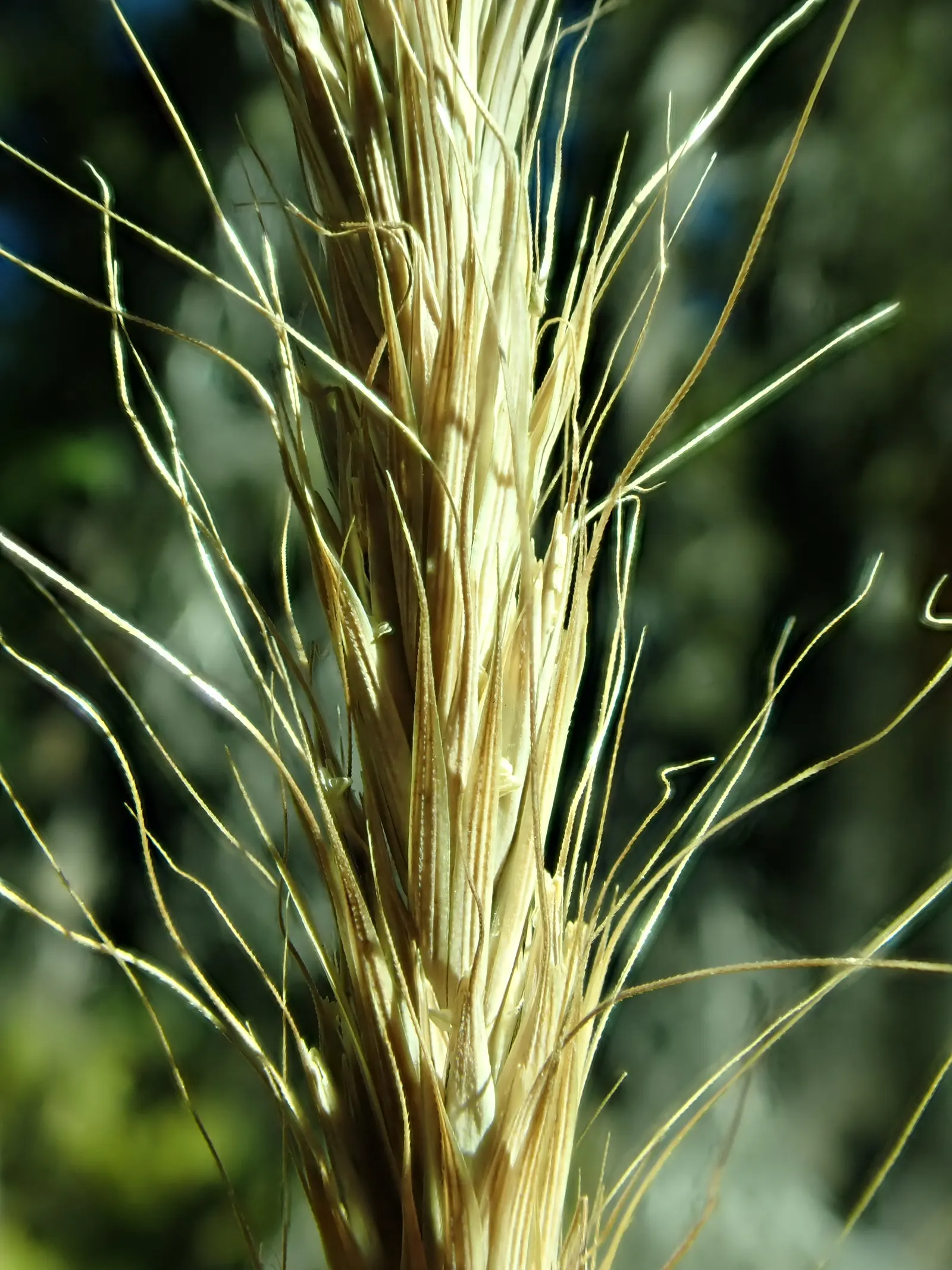 Blue Wild Rye (Leymus Arenarius) — Reaching up to 4 feet tall; this species is renowned for its ability to thrive in challenging environments, image 48