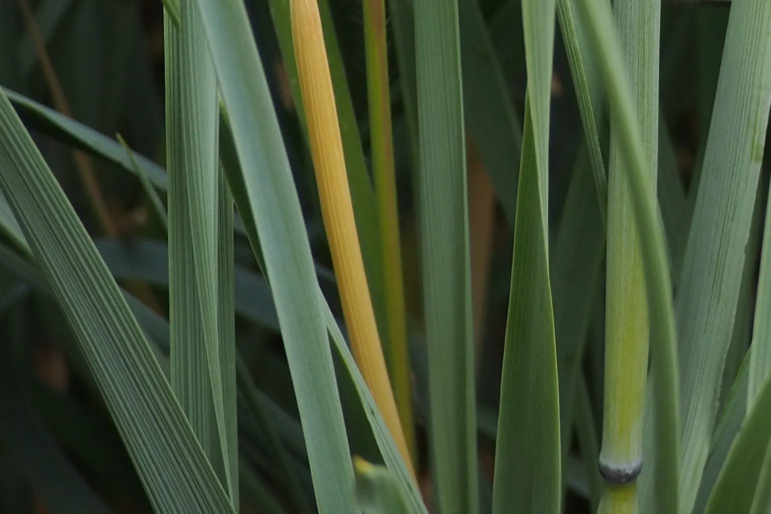 Blue Wild Rye (Leymus Arenarius) — Originally native to coastal regions in Europe and North America; always consult with local regulations before, image 79
