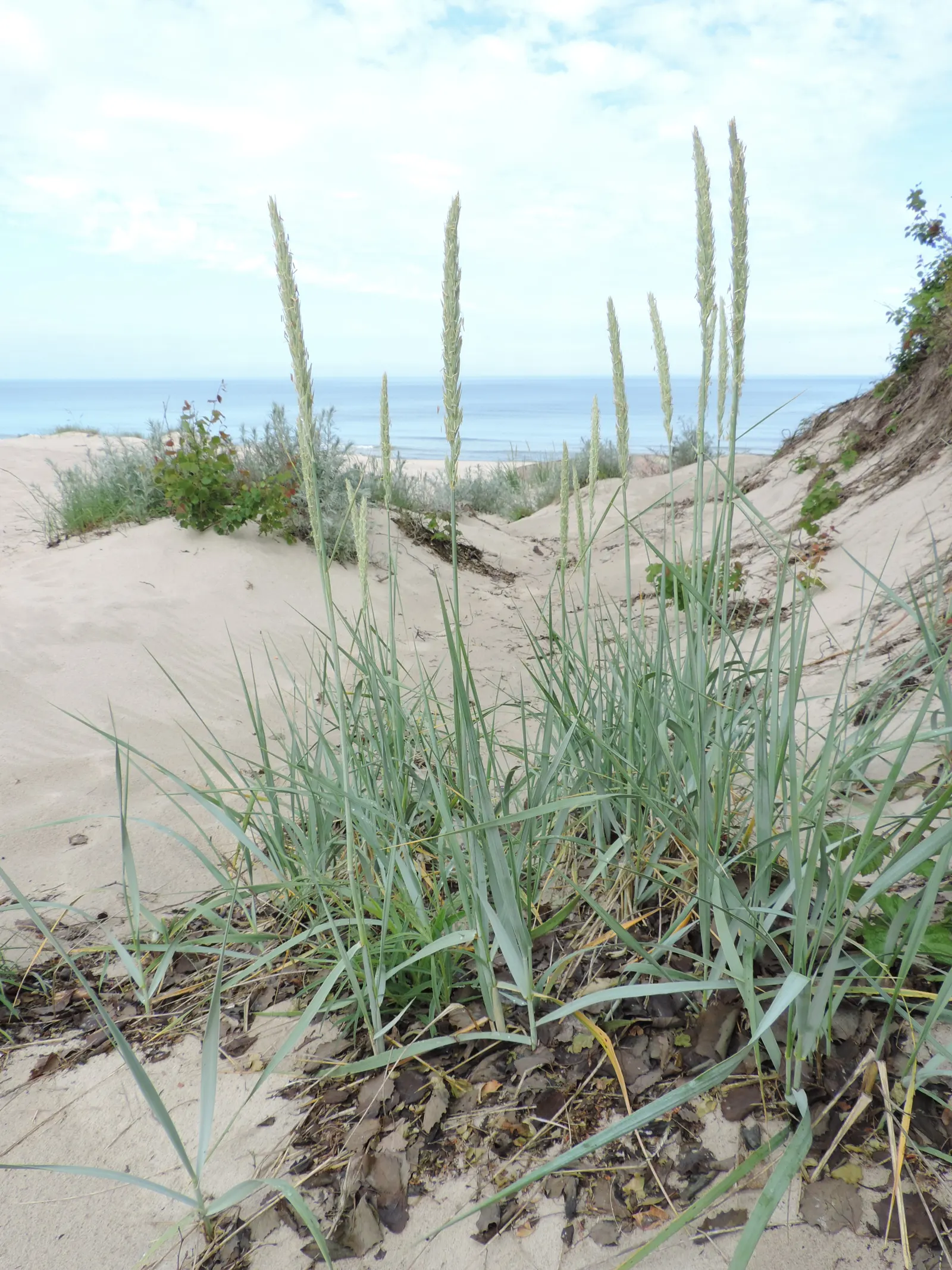 Blue Wild Rye (Leymus Arenarius) — Once established, it is drought tolerant, making it a low-maintenance option for the eco-conscious gardener