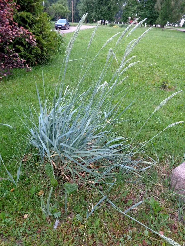 Blue Wild Rye (Leymus Arenarius) — Reaching up to 4 feet tall