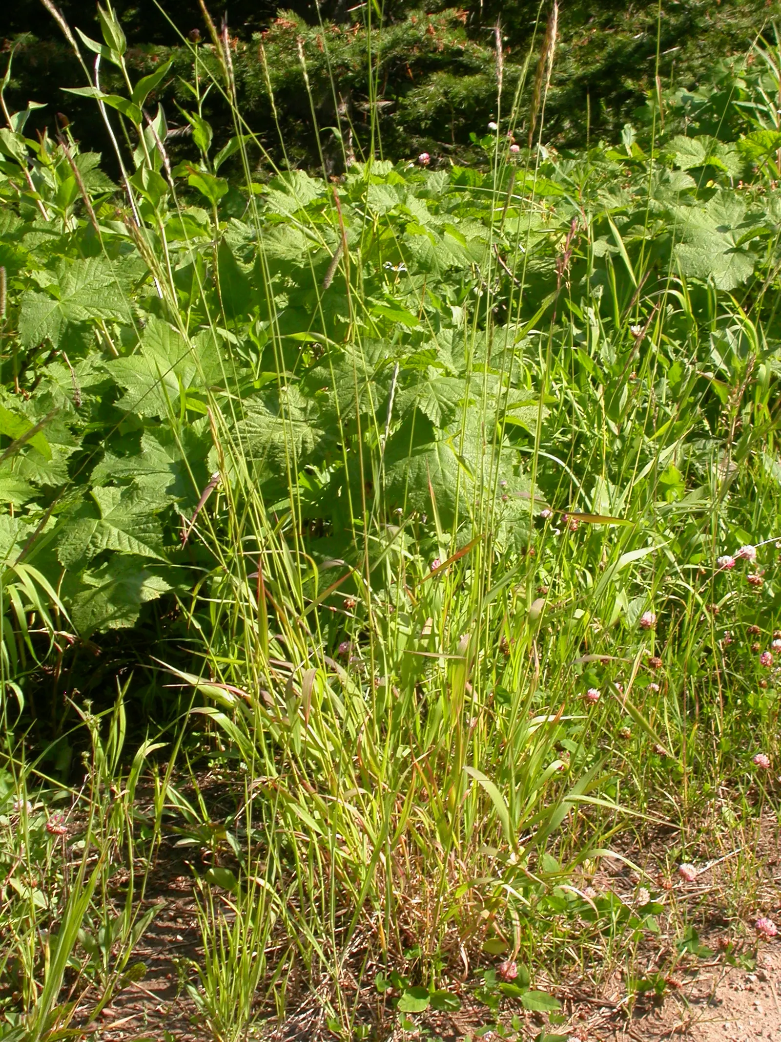Blue Wild Rye (Leymus Arenarius) — as it can be restricted in certain areas due to its invasive potential