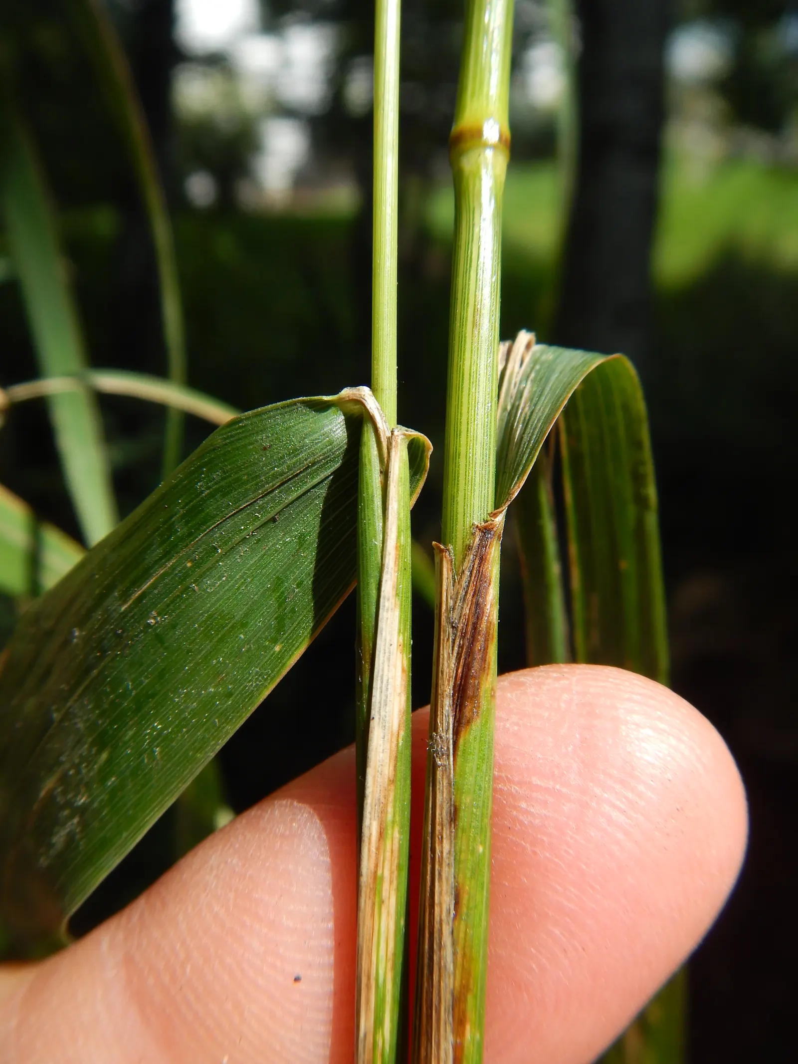 Blue Wild Rye (Leymus Arenarius) — Reaching up to 4 feet tall; this species is renowned for its ability to thrive in challenging environments