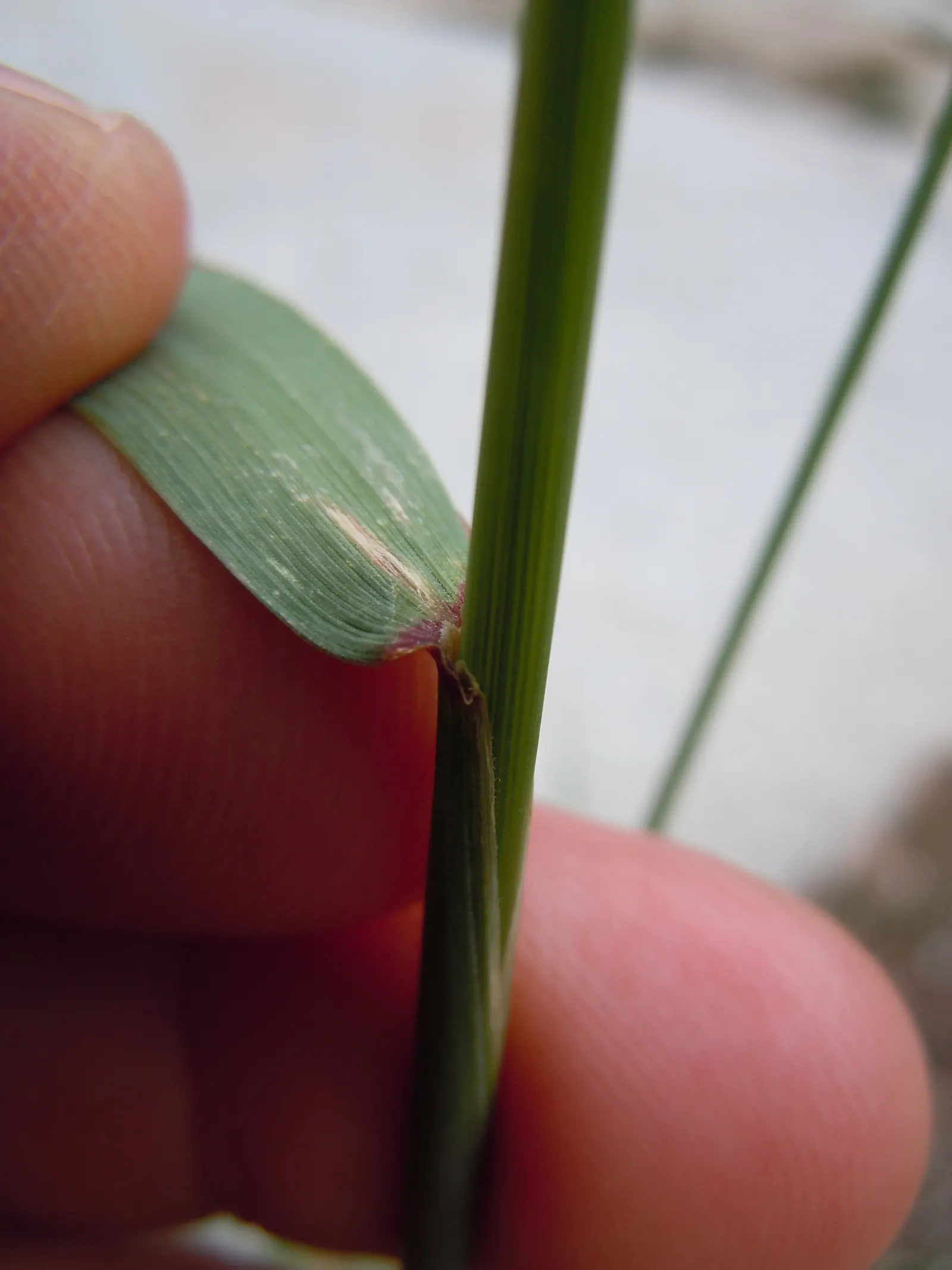 Blue Wild Rye (Leymus Arenarius) — Prefers full to partial sun, requiring minimal maintenance, ideal for naturalistic landscapes; space about 24, image 77