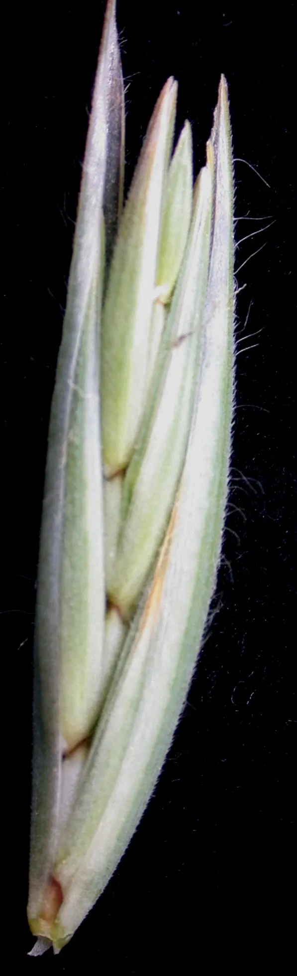 Blue Wild Rye (Leymus Arenarius) — scientifically known as Leymus arenarius; blue Wild Rye reaches heights of about 2 to 3 feet and spreads around, image 55