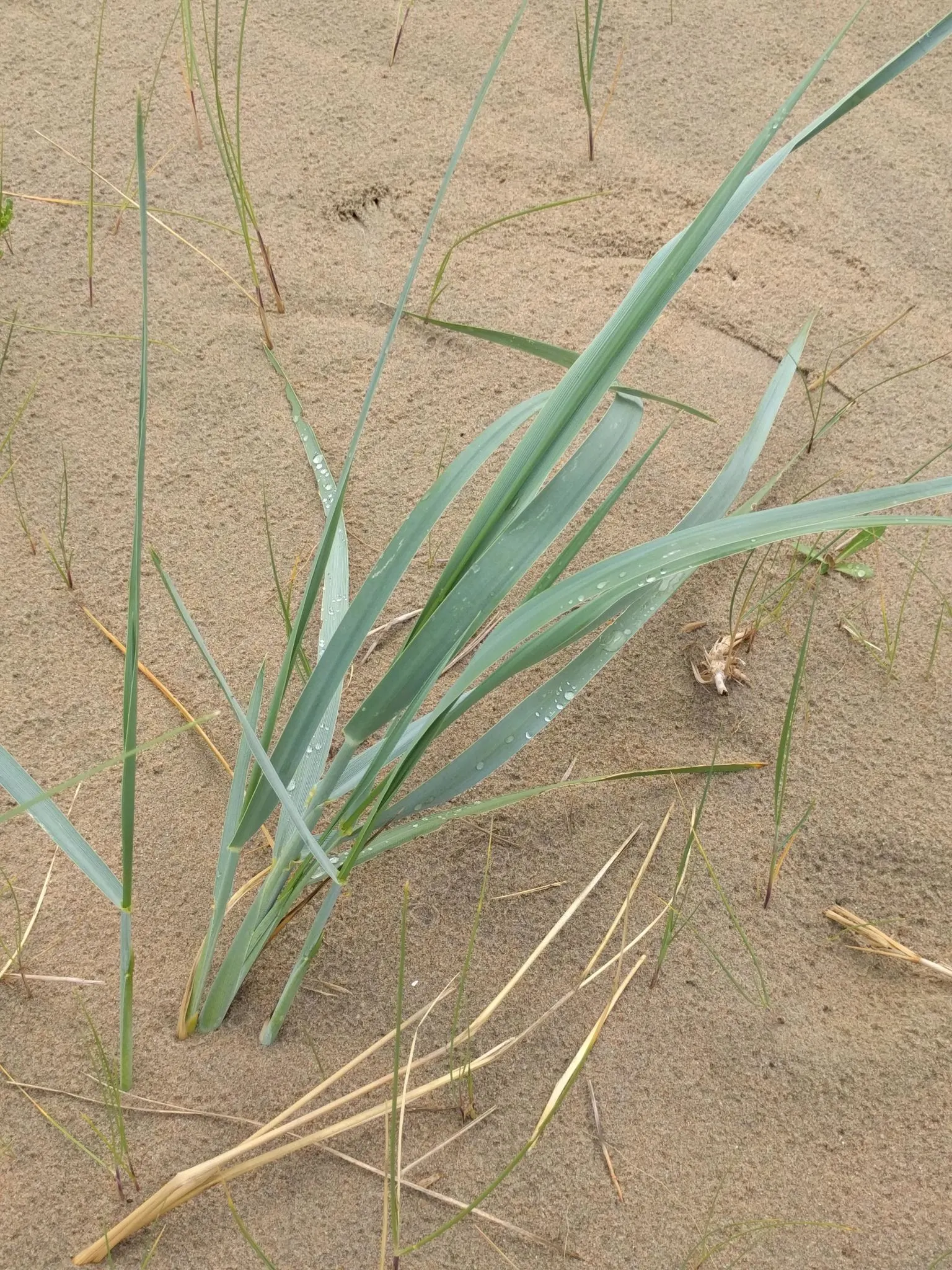 Blue Wild Rye (Leymus Arenarius) — this cool-season grass thrives in well-drained soils and is drought-tolerant once established