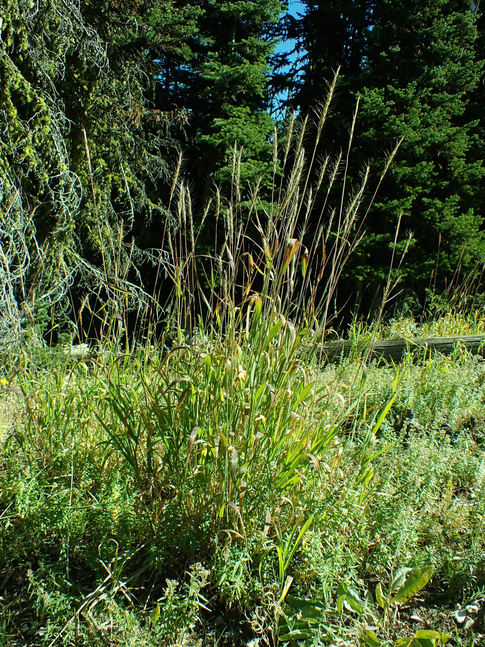 Blue Wild Rye (Leymus Arenarius) — this species is renowned for its ability to thrive in challenging environments; it provides strong vertical, image 57