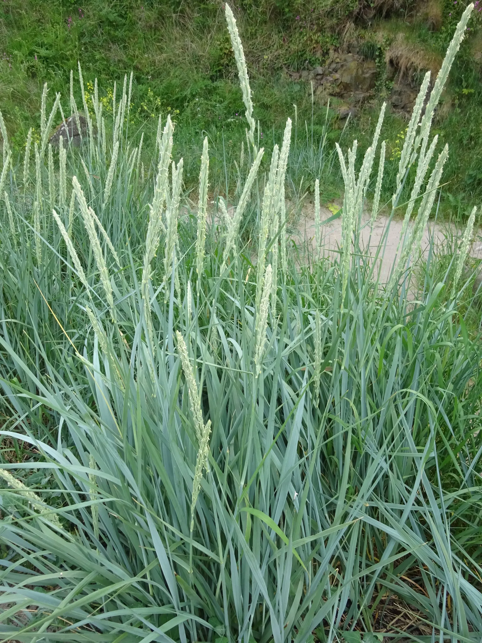 Blue Wild Rye (Leymus Arenarius) — making it an excellent choice for coastal gardens or areas with poor soil quality.<br><br>Typically; blue Wild, image 59