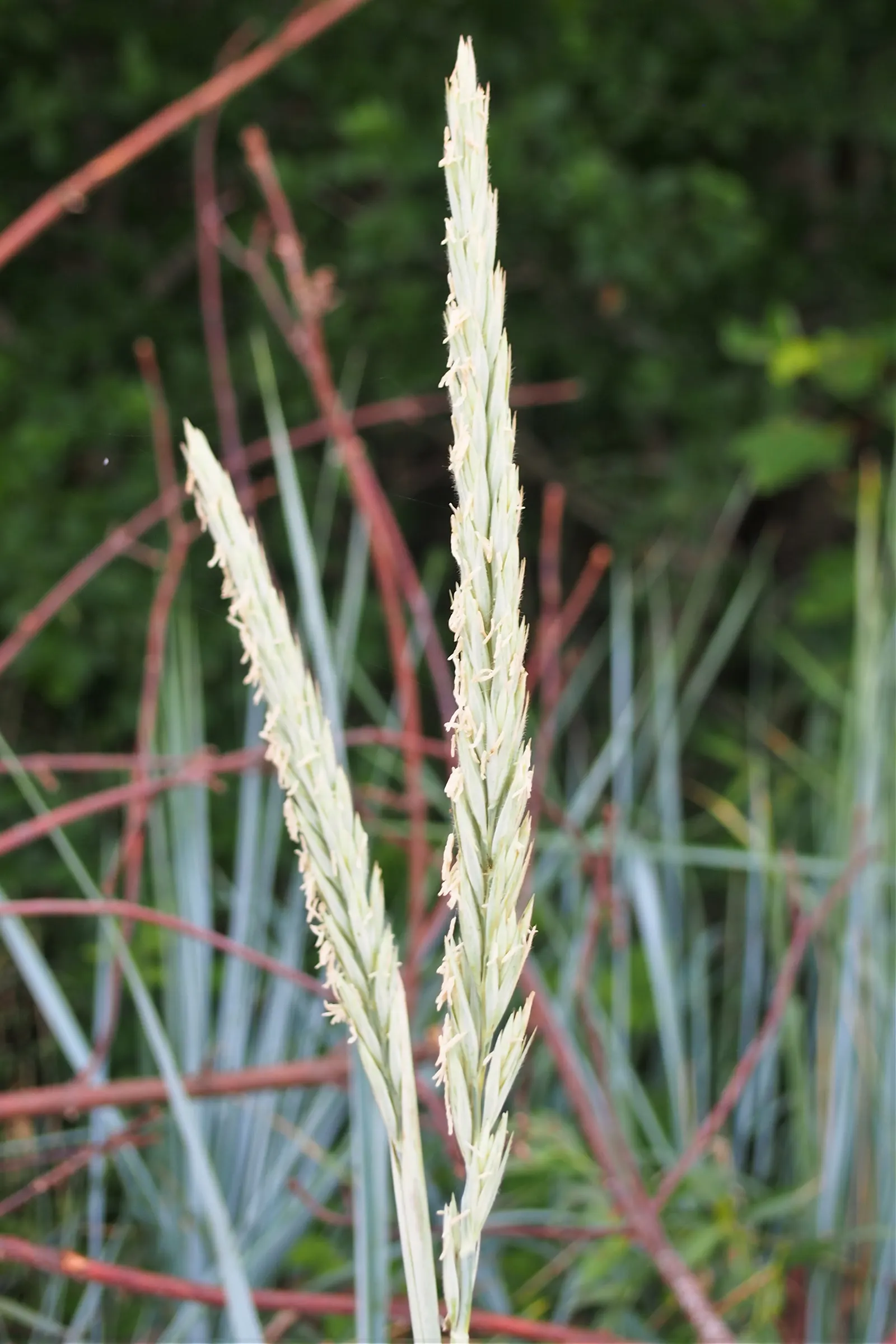 Blue Wild Rye (Leymus Arenarius) — making it an excellent choice for coastal gardens or areas with poor soil quality.<br><br>Typically; blue Wild Rye can serve