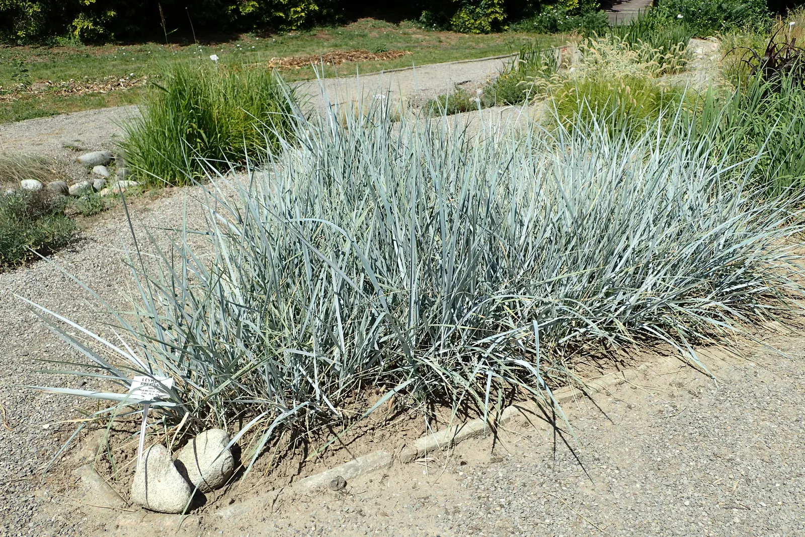 Blue Wild Rye (Leymus Arenarius) — such as sandy soils and saline conditions, image 58