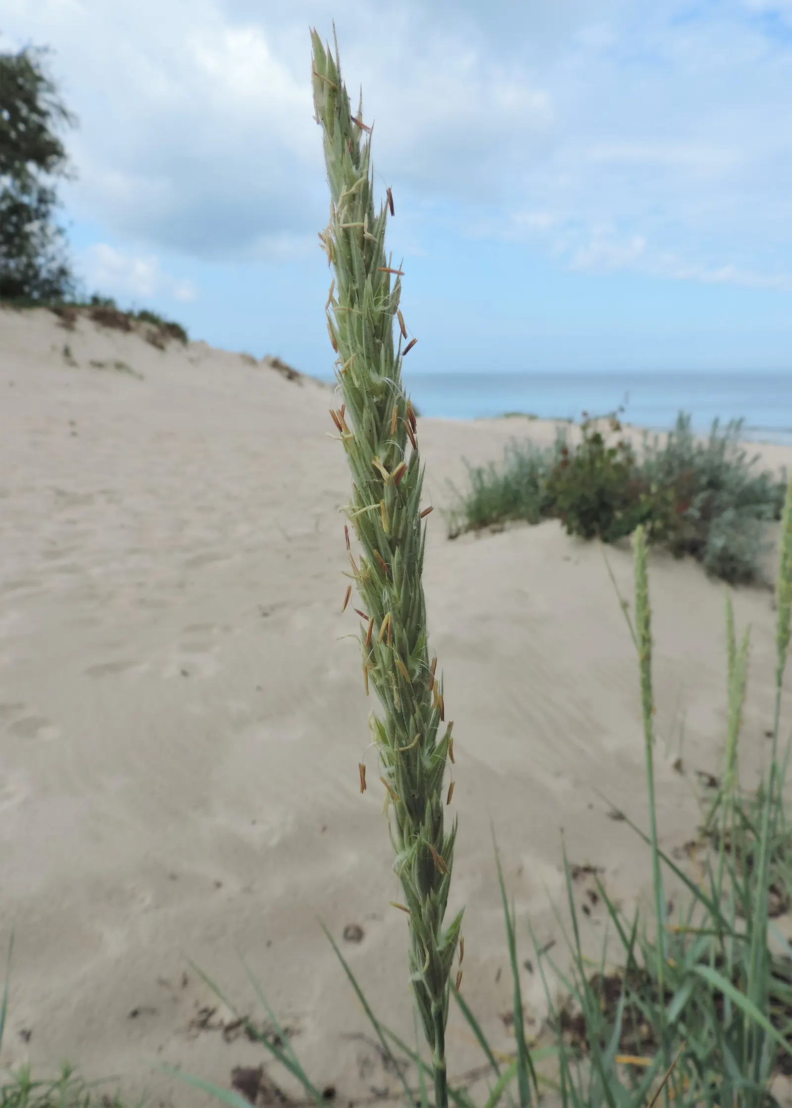 Blue Wild Rye (Leymus Arenarius) — it provides strong vertical interest and erosion control; scientifically known as Leymus arenarius