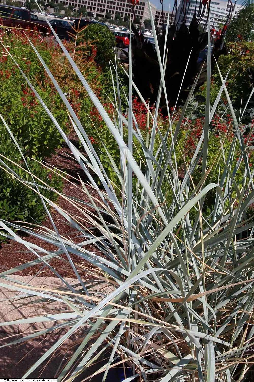 Blue Wild Rye (Leymus Arenarius) — Suited for USDA zones 3-9; reaching up to 4 feet tall