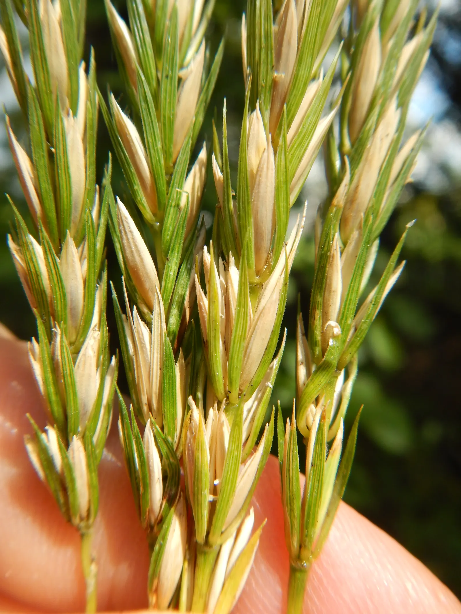 Blue Wild Rye (Leymus Arenarius) — Suited for USDA zones 3-9; reaching up to 4 feet tall, image 73